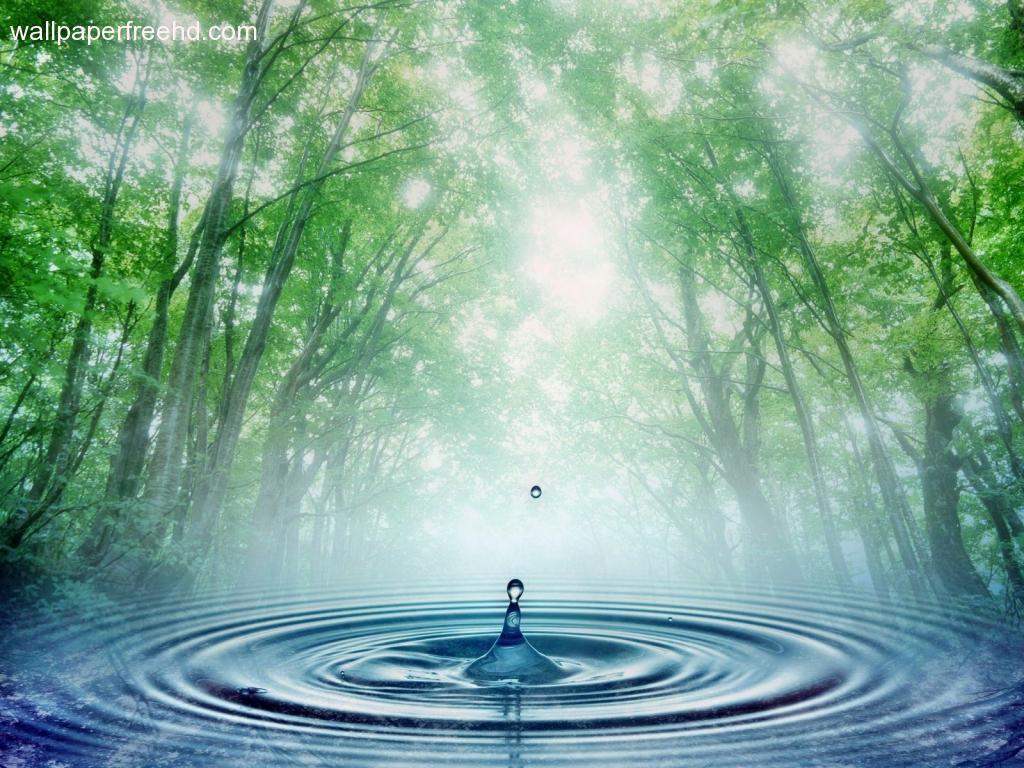 Water Drops In Forest Wallpaper 