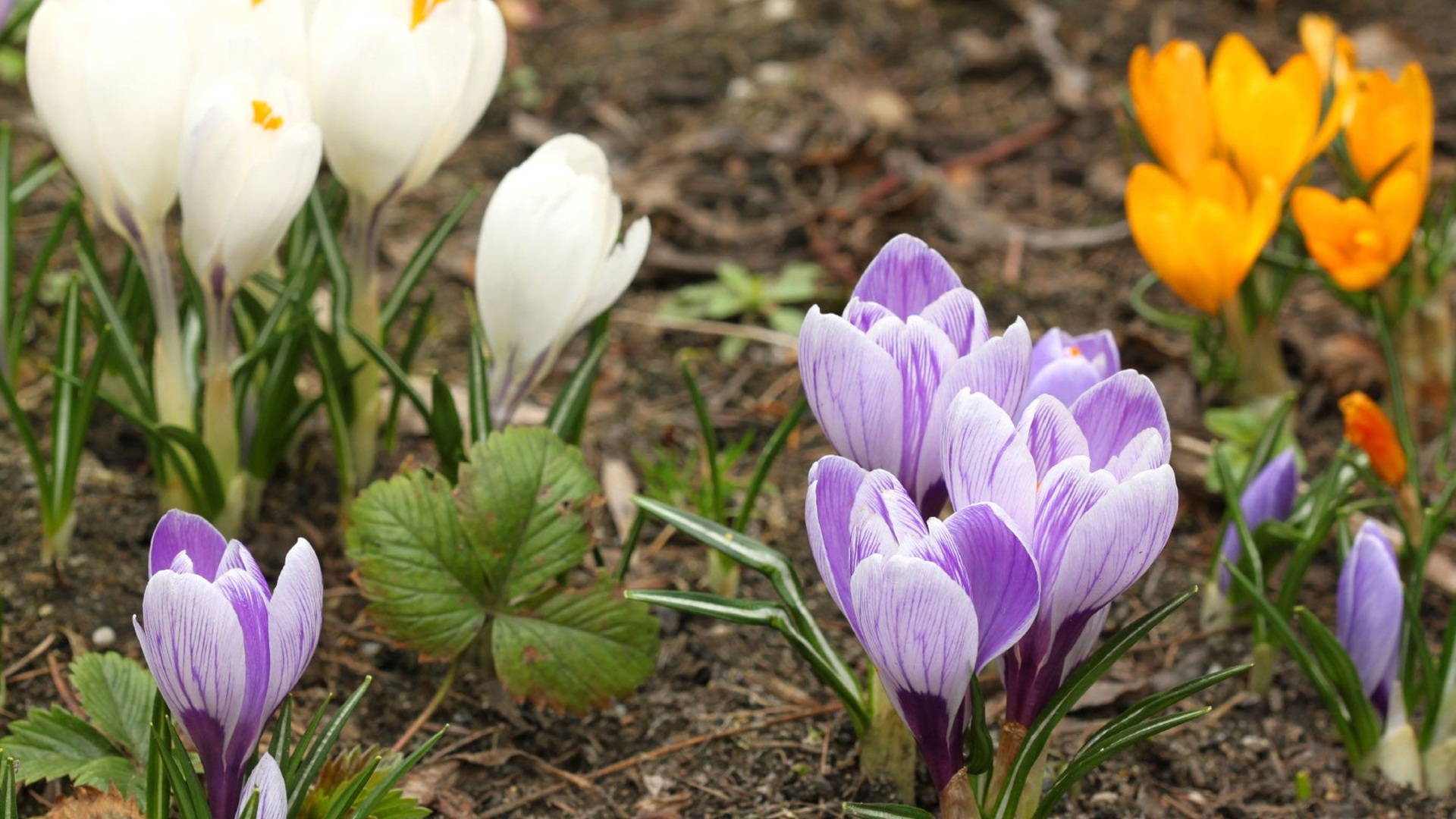 День памяти сегодня крокус. Крокус цветок. Крокус крупноцветковый смесь. Крокус Шафран. Шафран весенний.