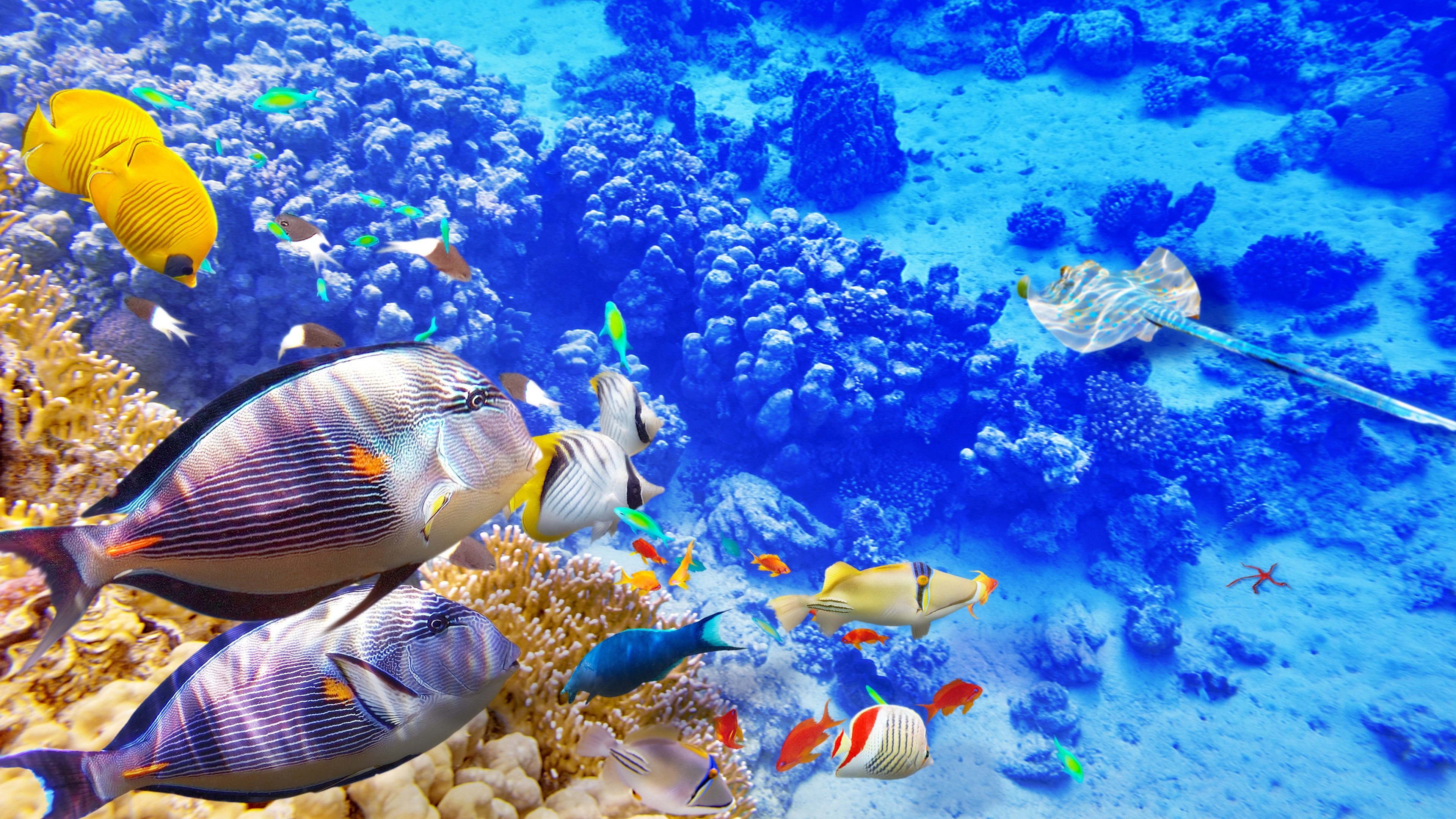 Blue Sea Underwater World Coral Tropical Fish Wallpaper 