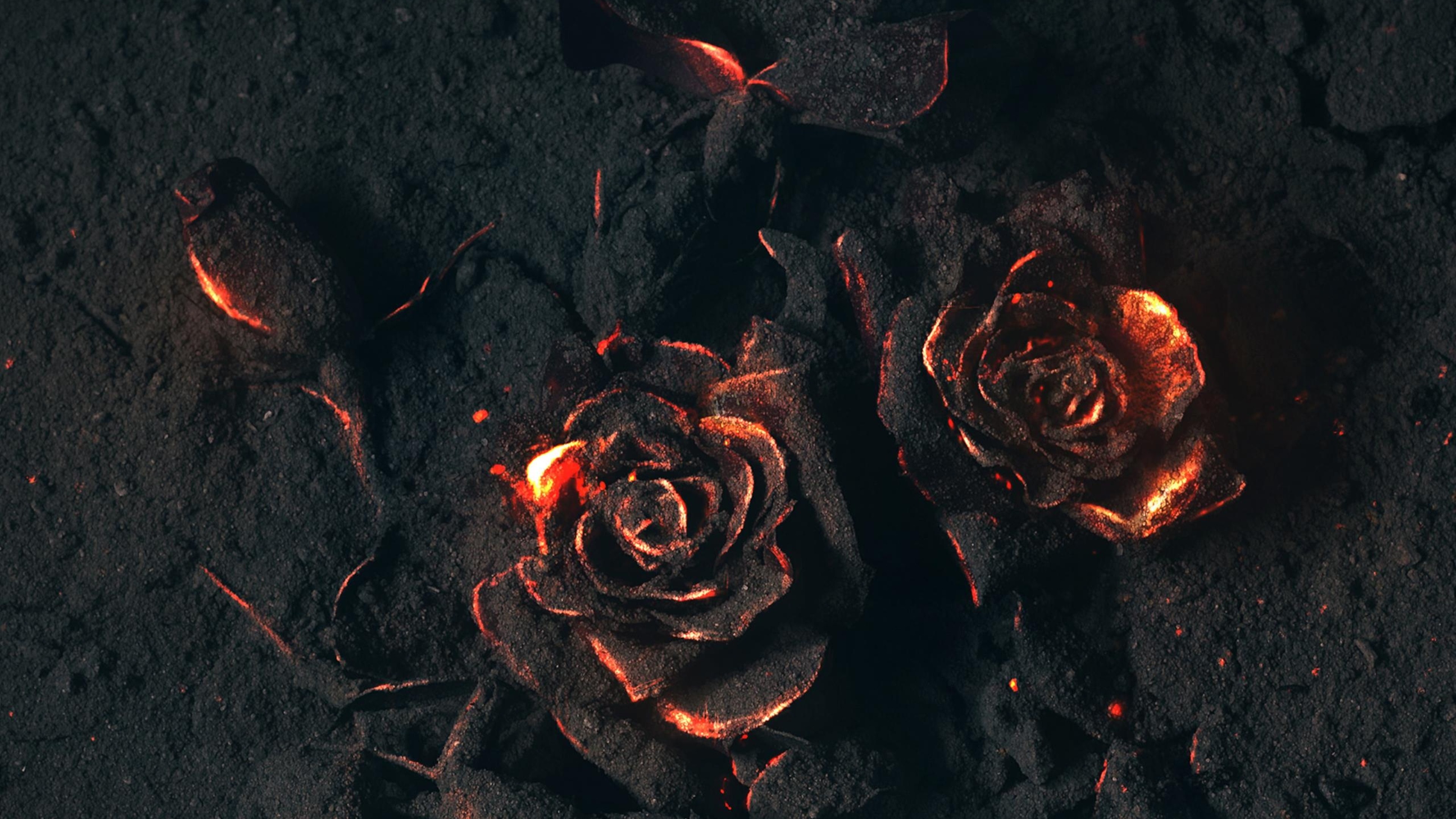 Burned Rose Wallpaper 