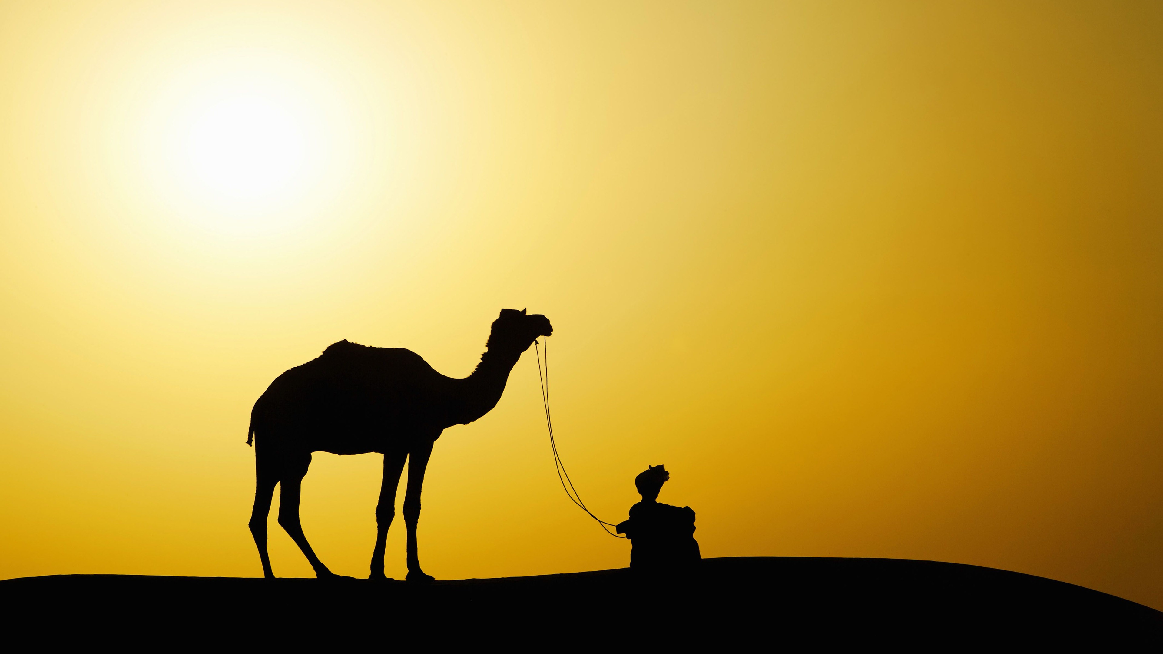 Camel Silhouette HD Wallpaper 