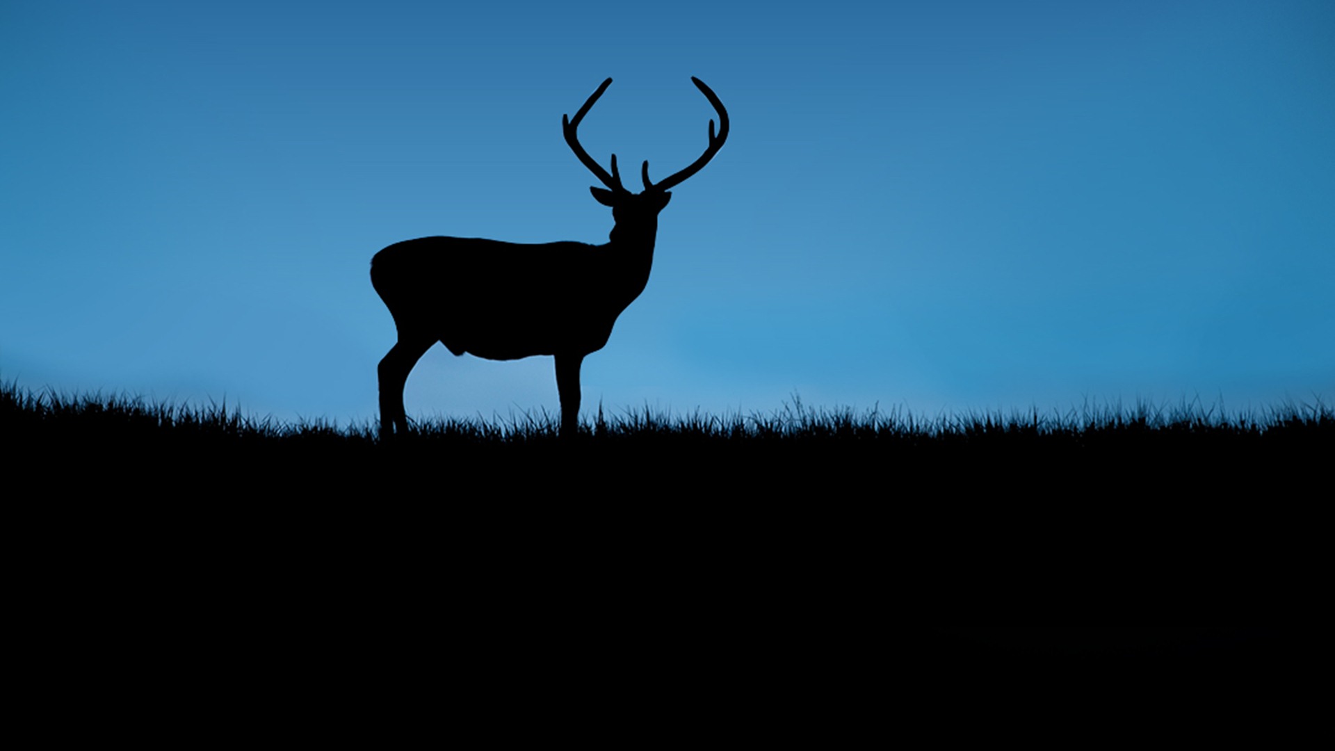 Deer Silhouette Wallpaper 