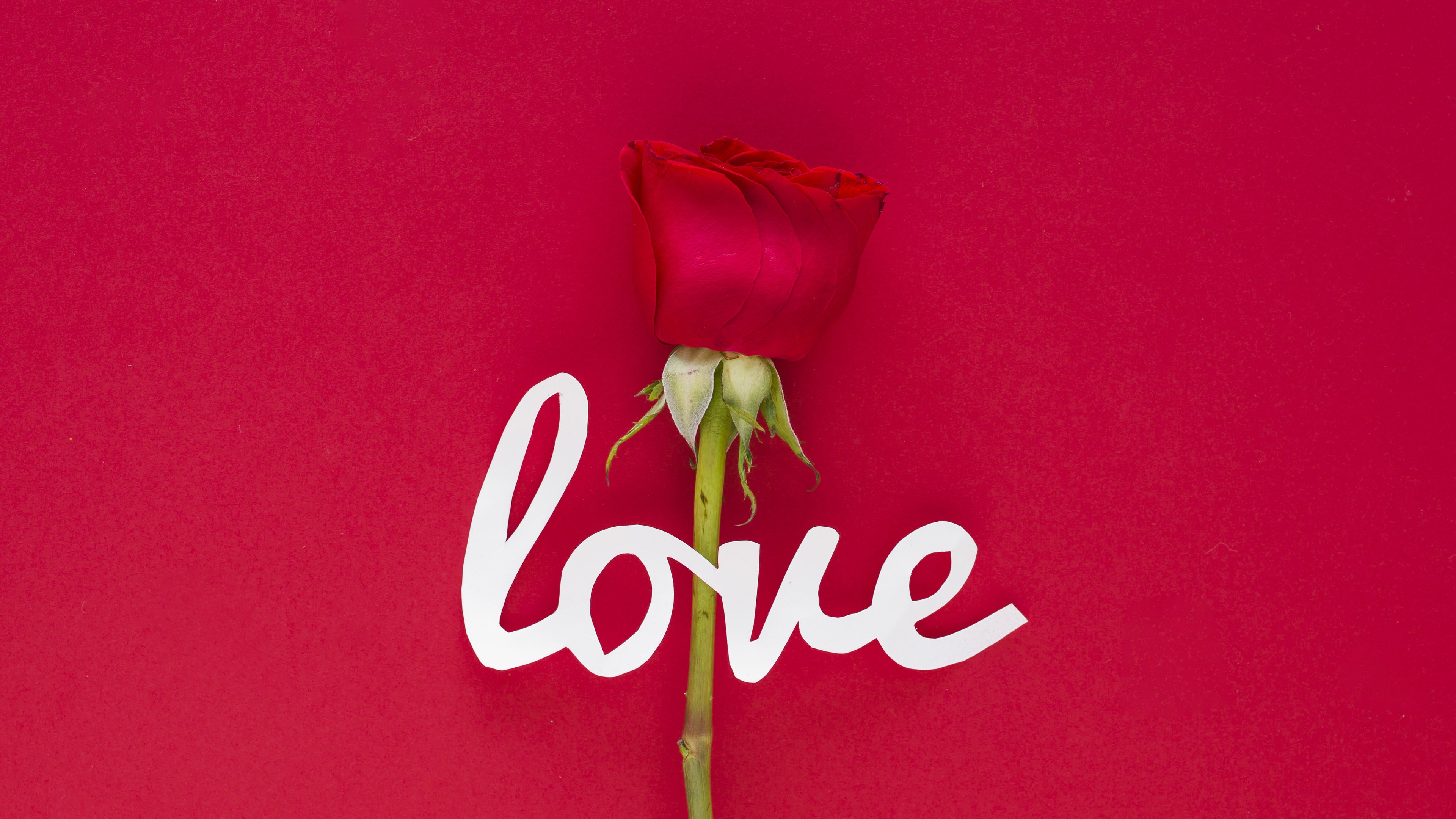 Love Red Rose Wallpaper 