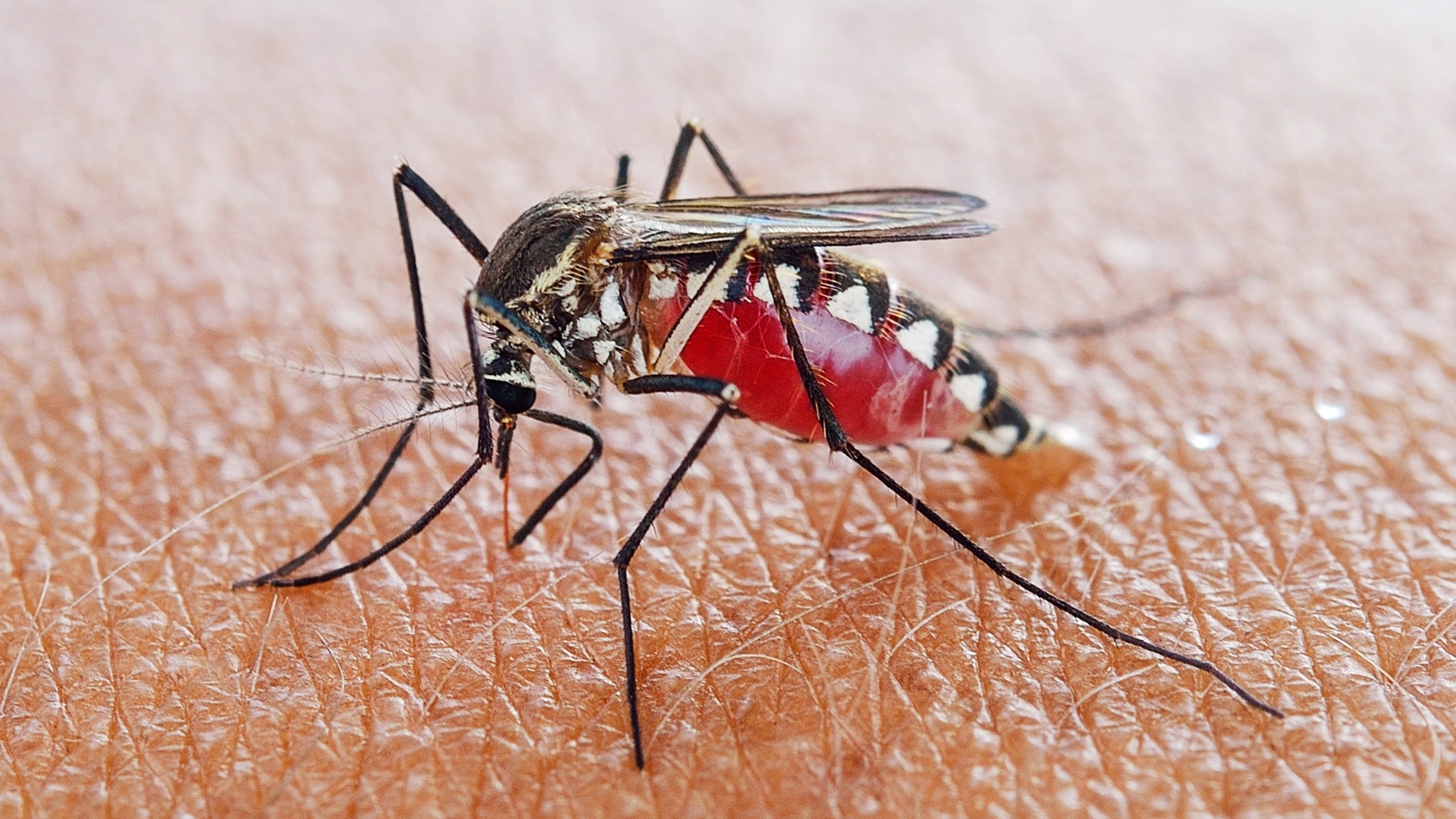 Малярия животное. Малярийный комар. Малярийный Москит анофелес. Малярийный комар анофелес. Малярийная кома.