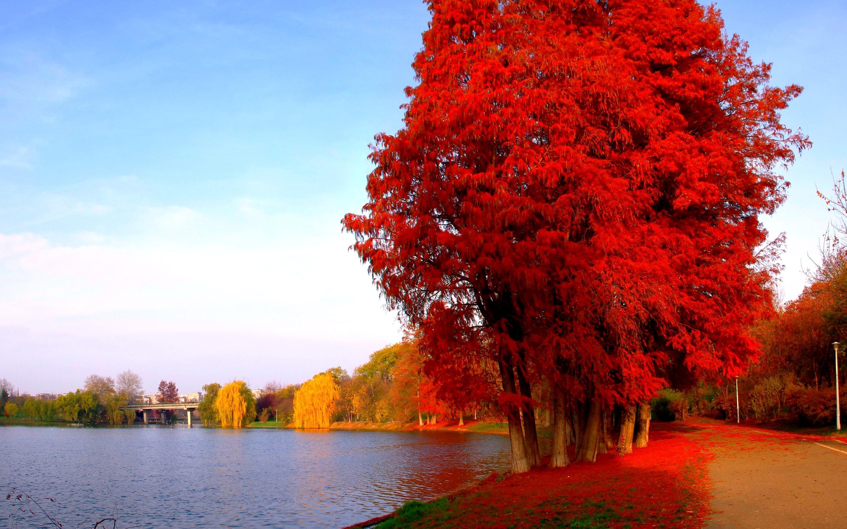 Величественными багряными. Клен канадский красный. Красный клен дерево. Красный клен Геншин. Канадский осенн клен осенью.
