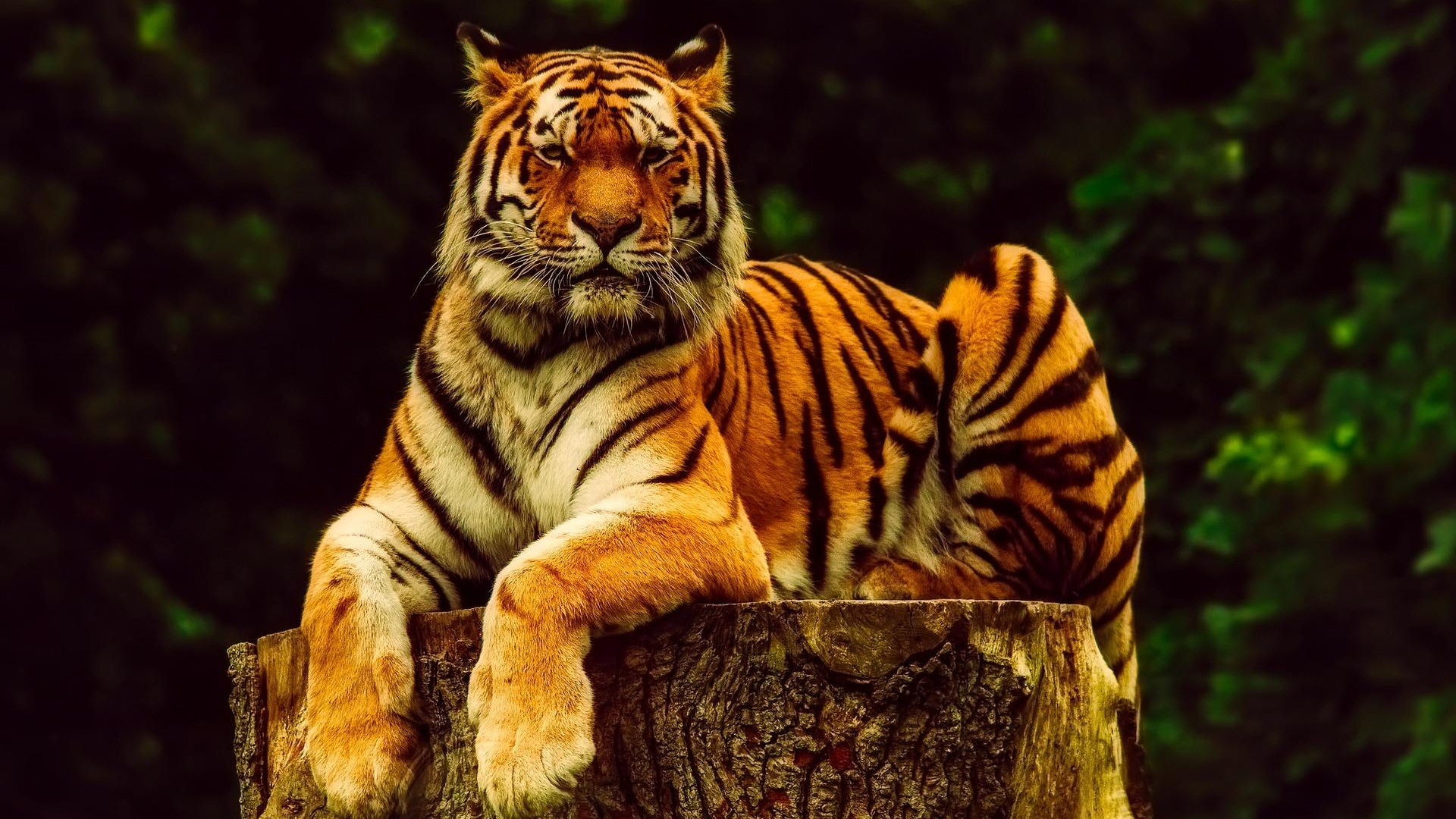 Resting Tiger Background Wallpaper 