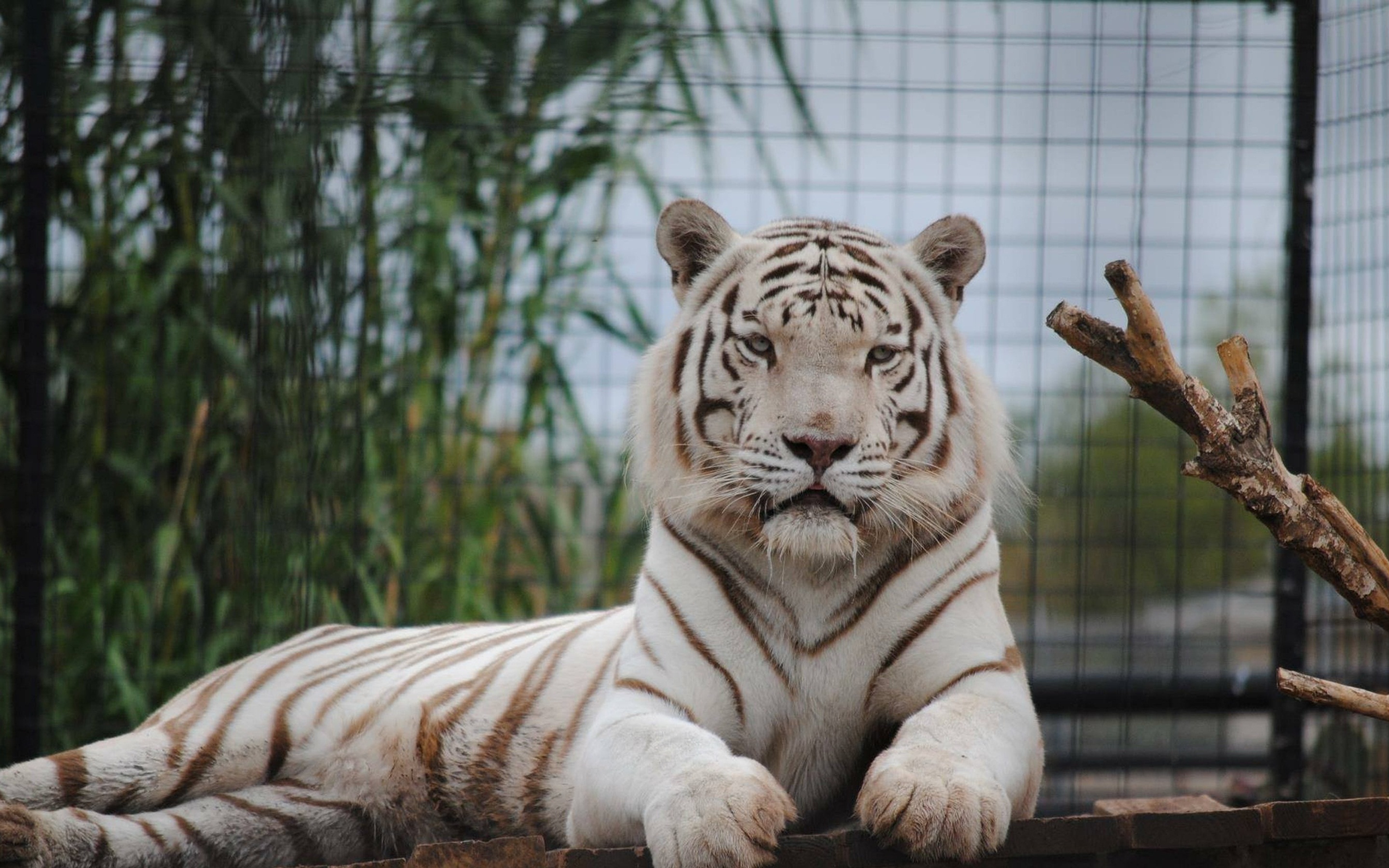 Бенгальские тигры пенза. Бенгальский тигр. Белый тигр и бенгальский тигр. Королевский бенгальский тигр. Королевский бенгальский тигр белый.