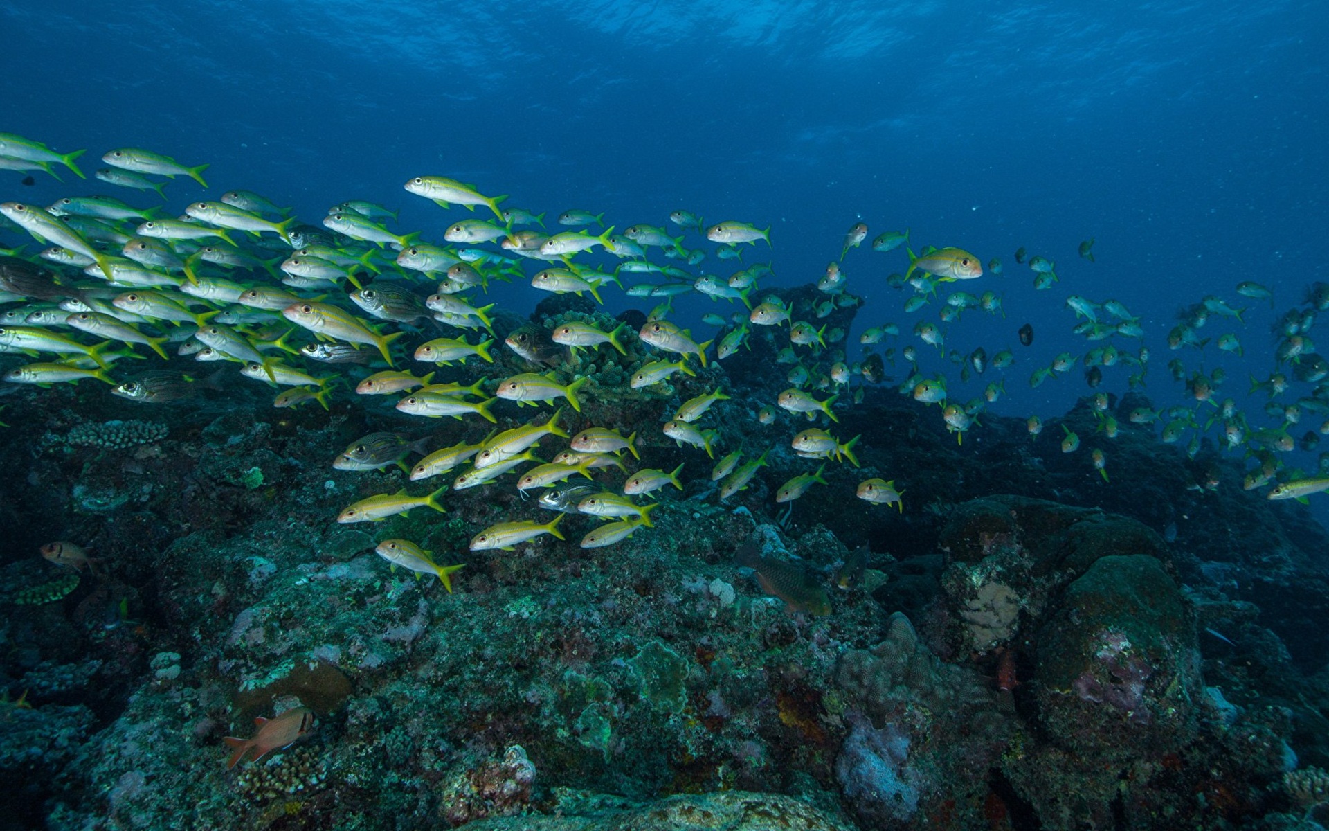 Underwater World Corals Fish Wallpaper 