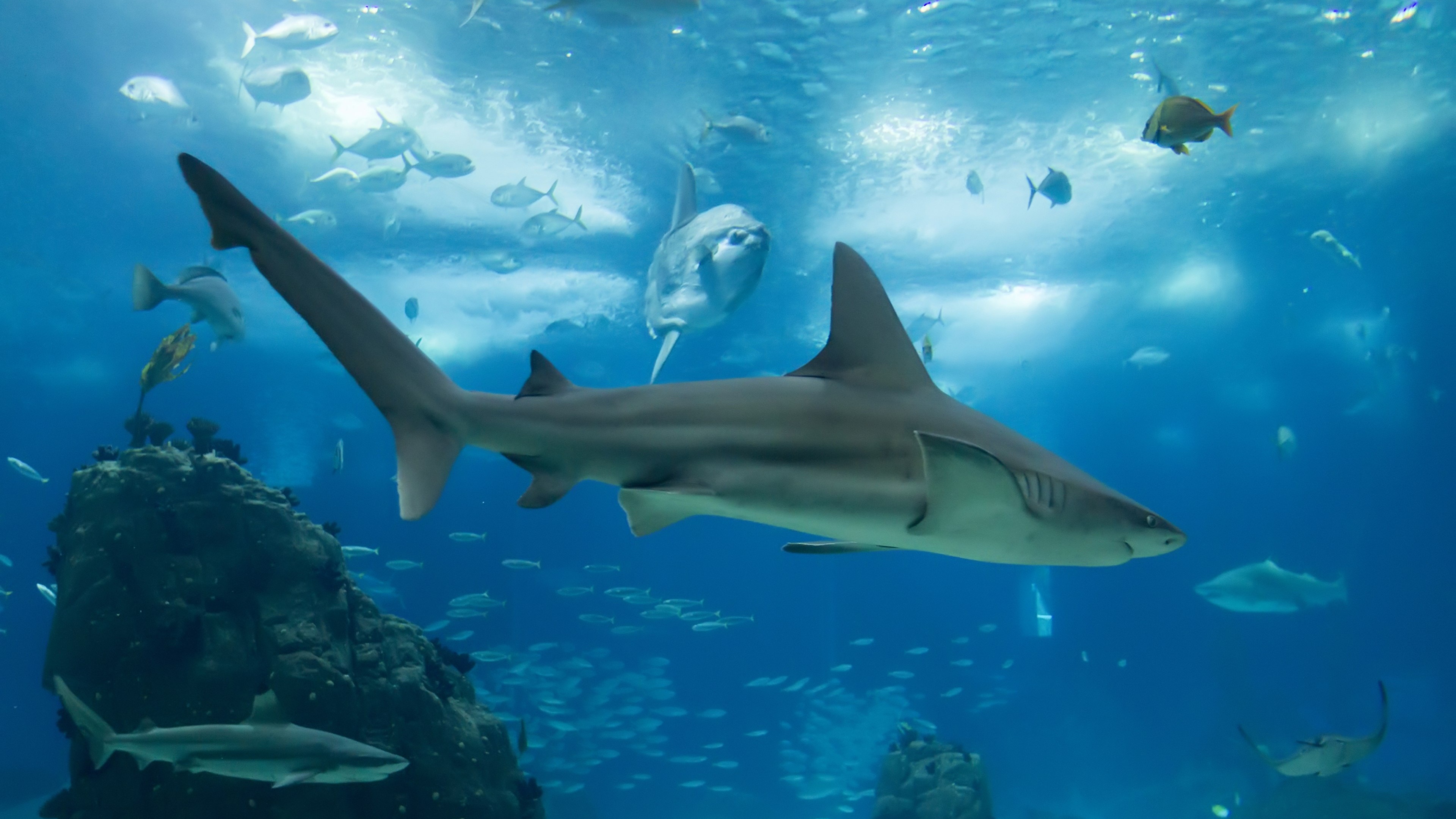 Underwater World Sharks Wallpaper 
