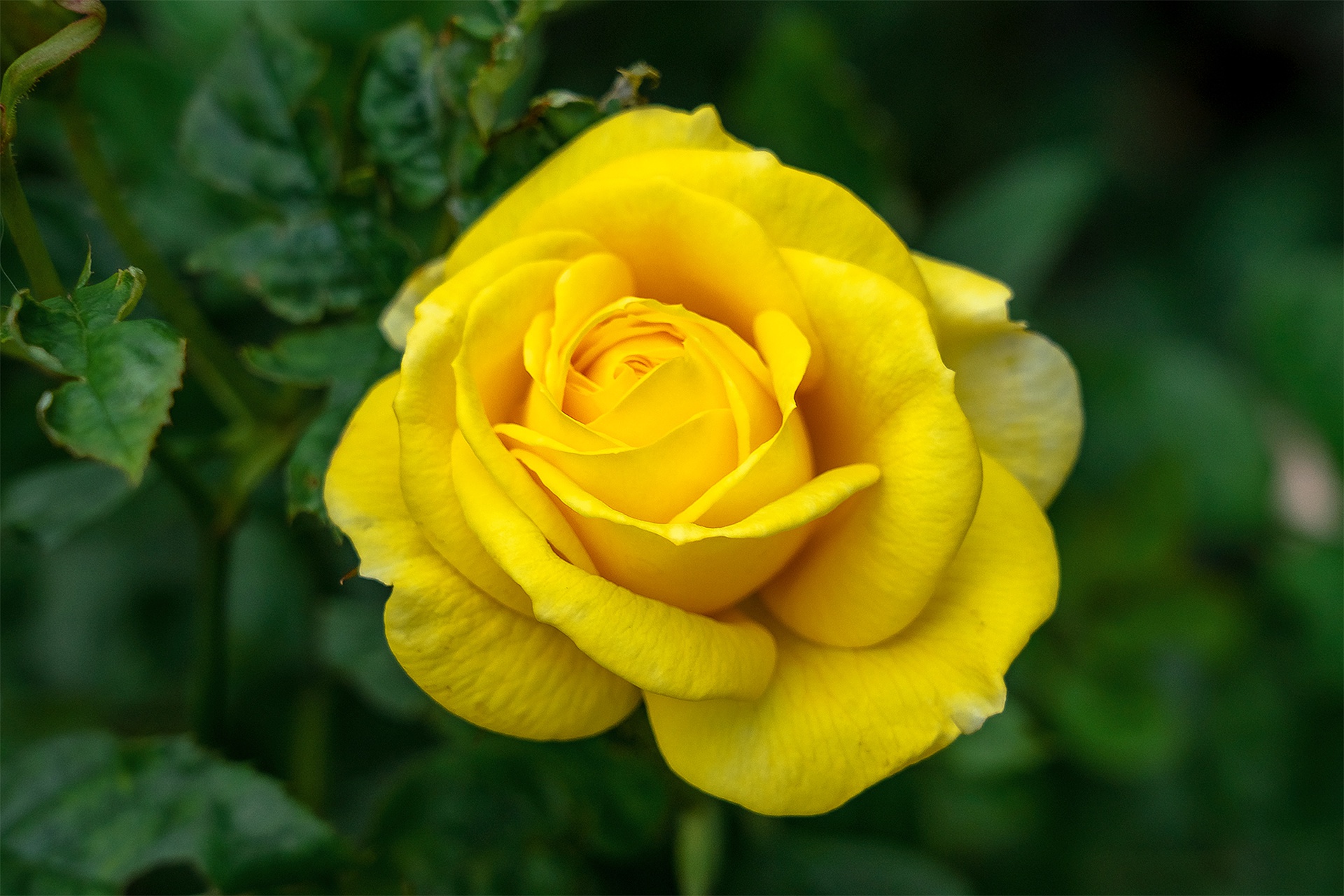 View Wallpaper Roses Yellow Background