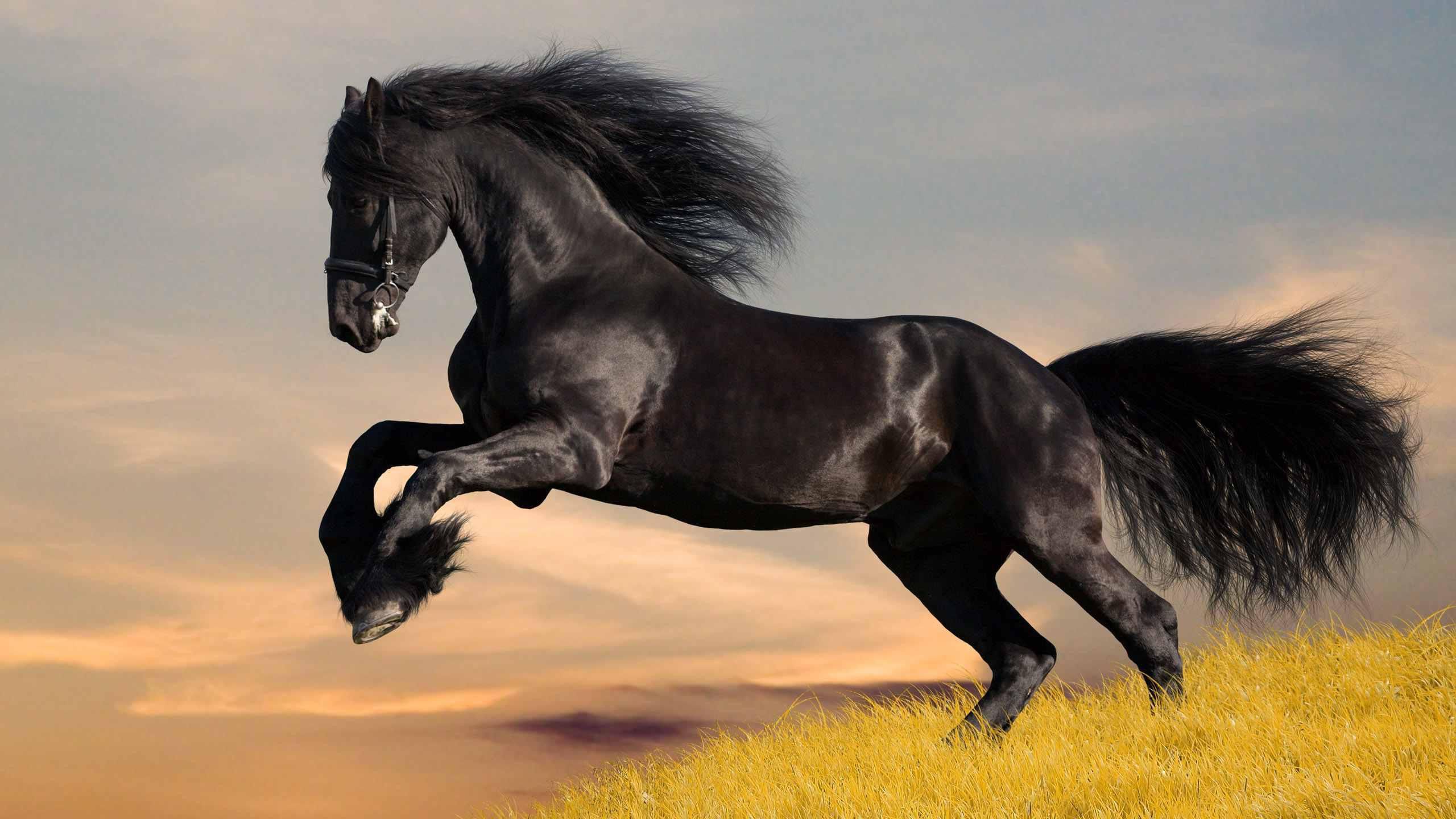 500+ Black Horse Pictures [HD] | Download Free Images on Unsplash