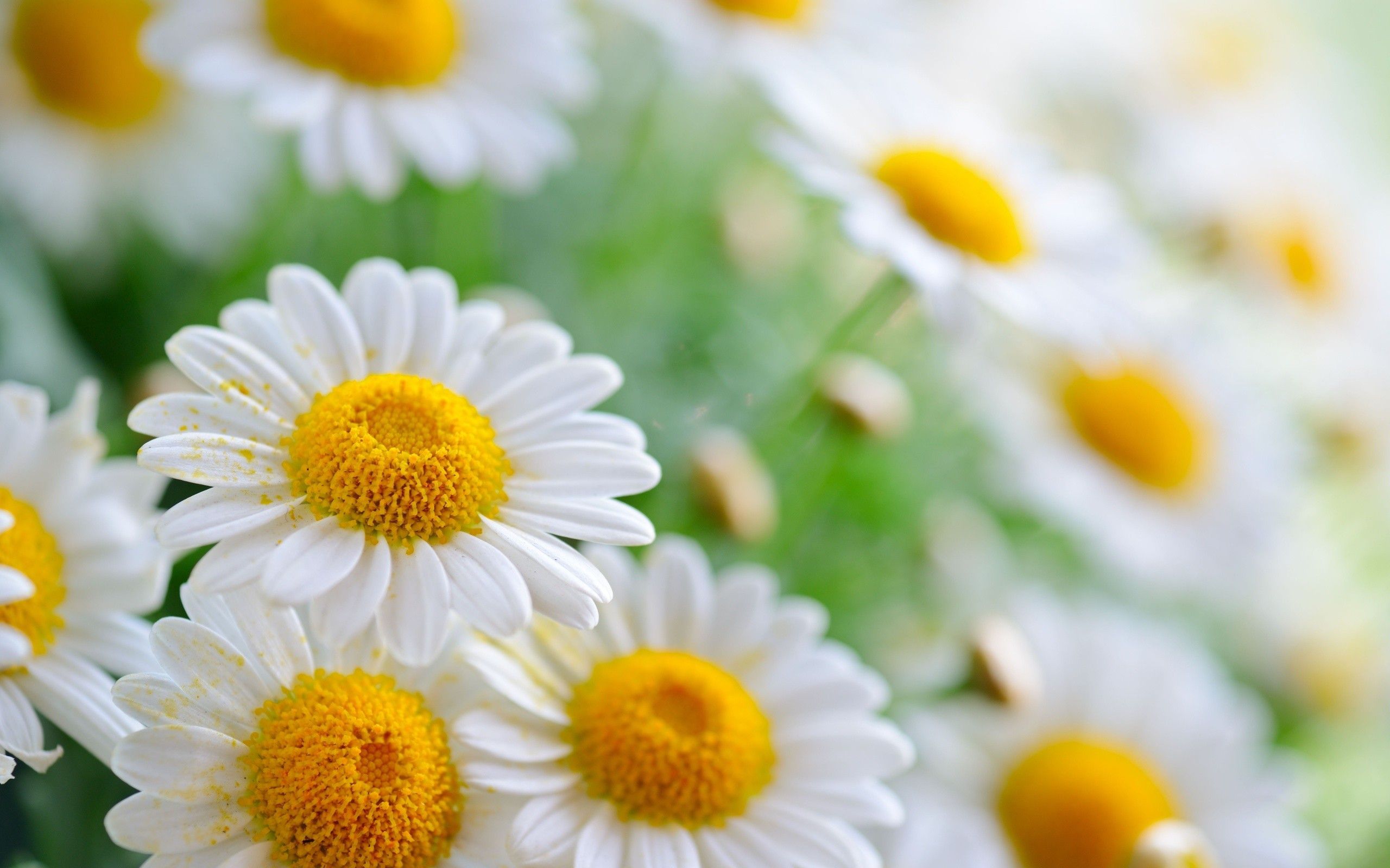 Chamomile HD Wallpapers 