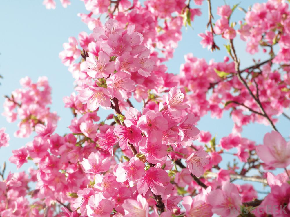 Cherry Blossom Widescreen Wallpapers 
