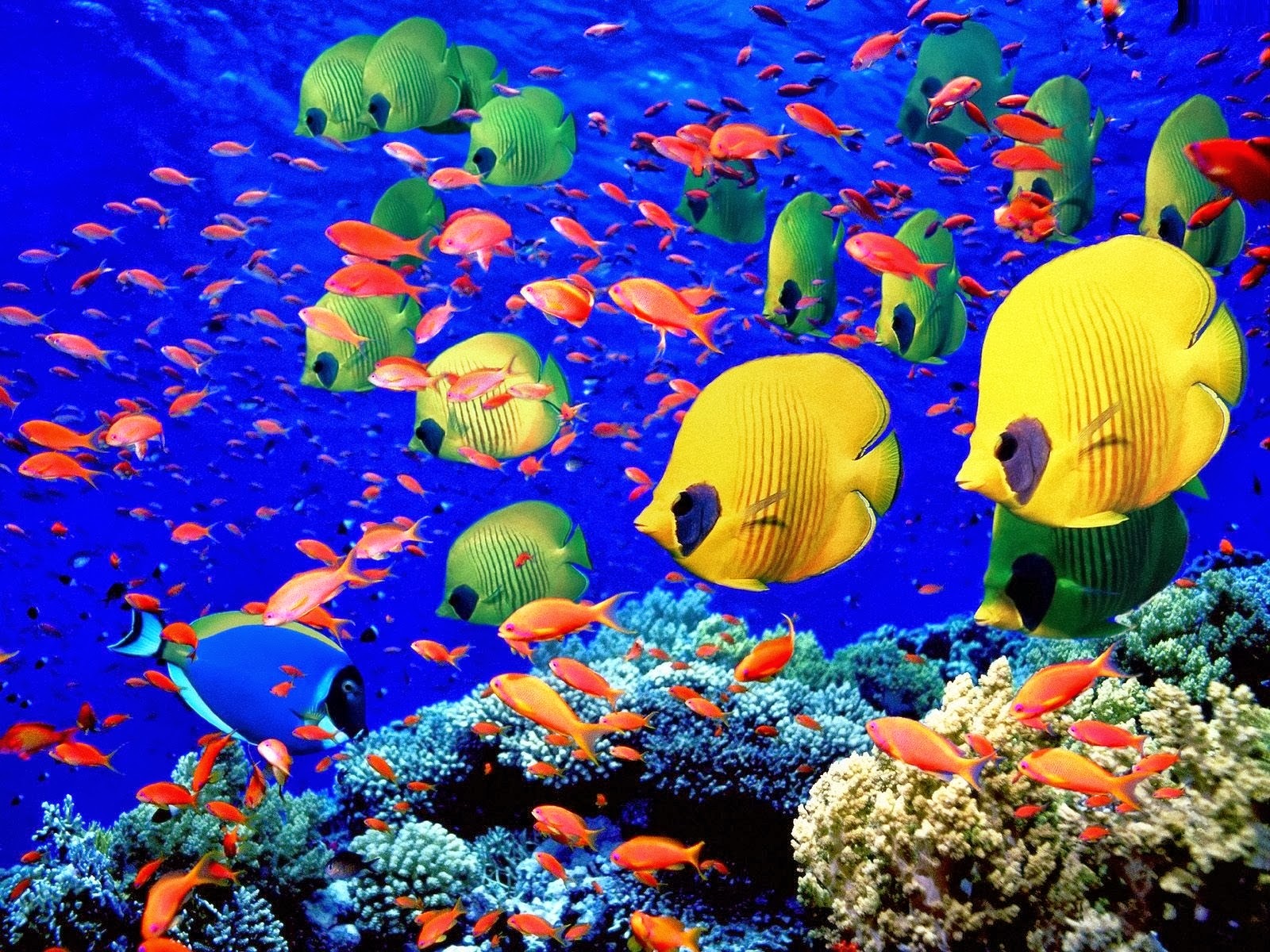 Colorful Fish Moving Wallpaper 06499 - Baltana