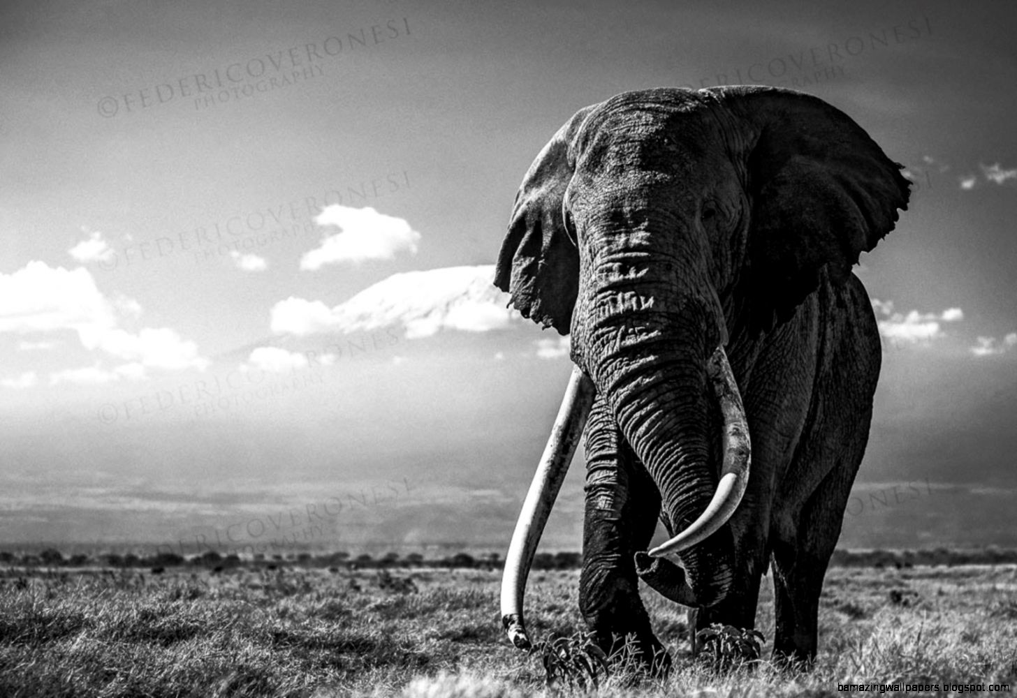 Elephant Black And White Photos 