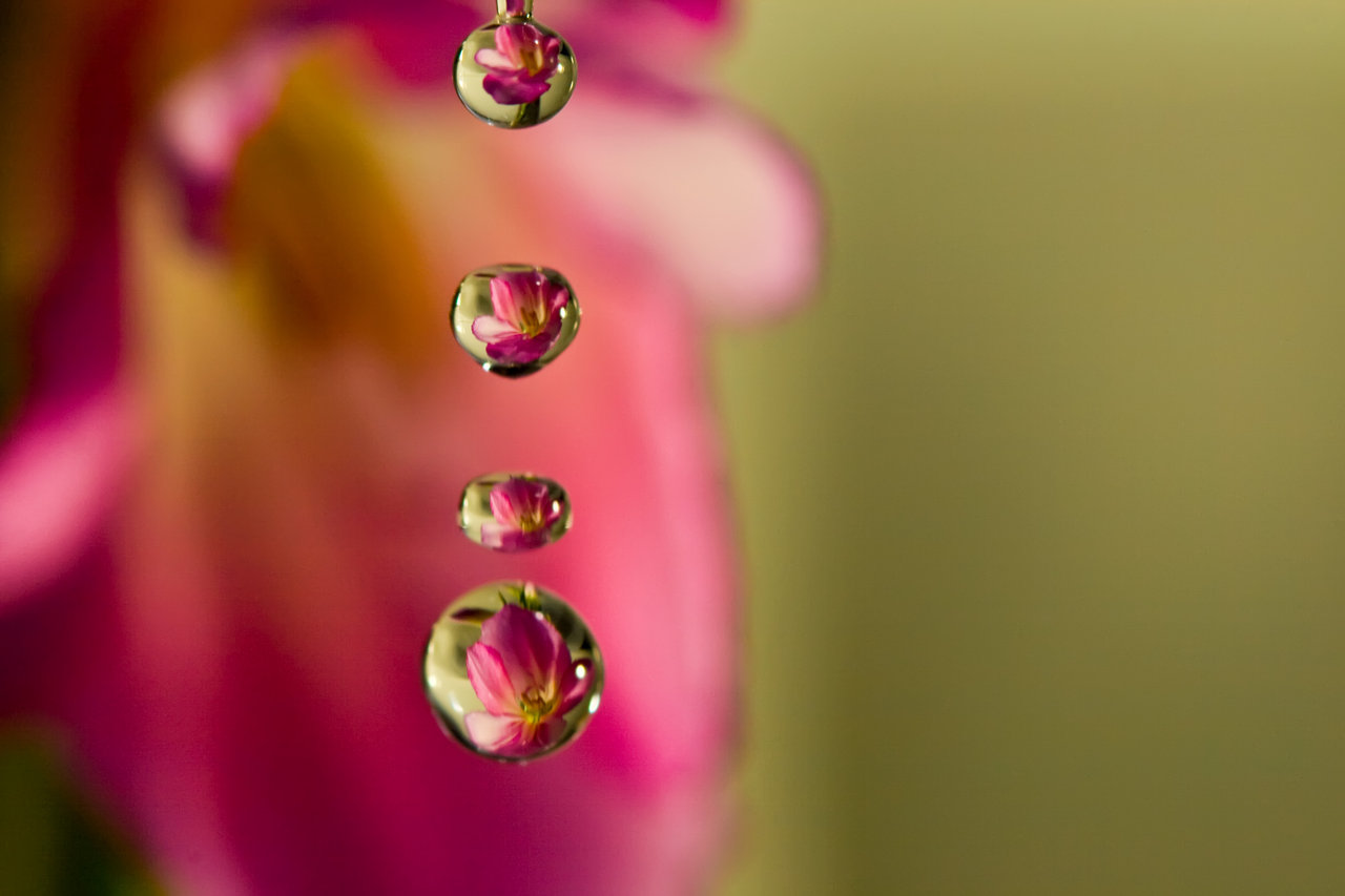 Flower Drops Background Wallpaper 
