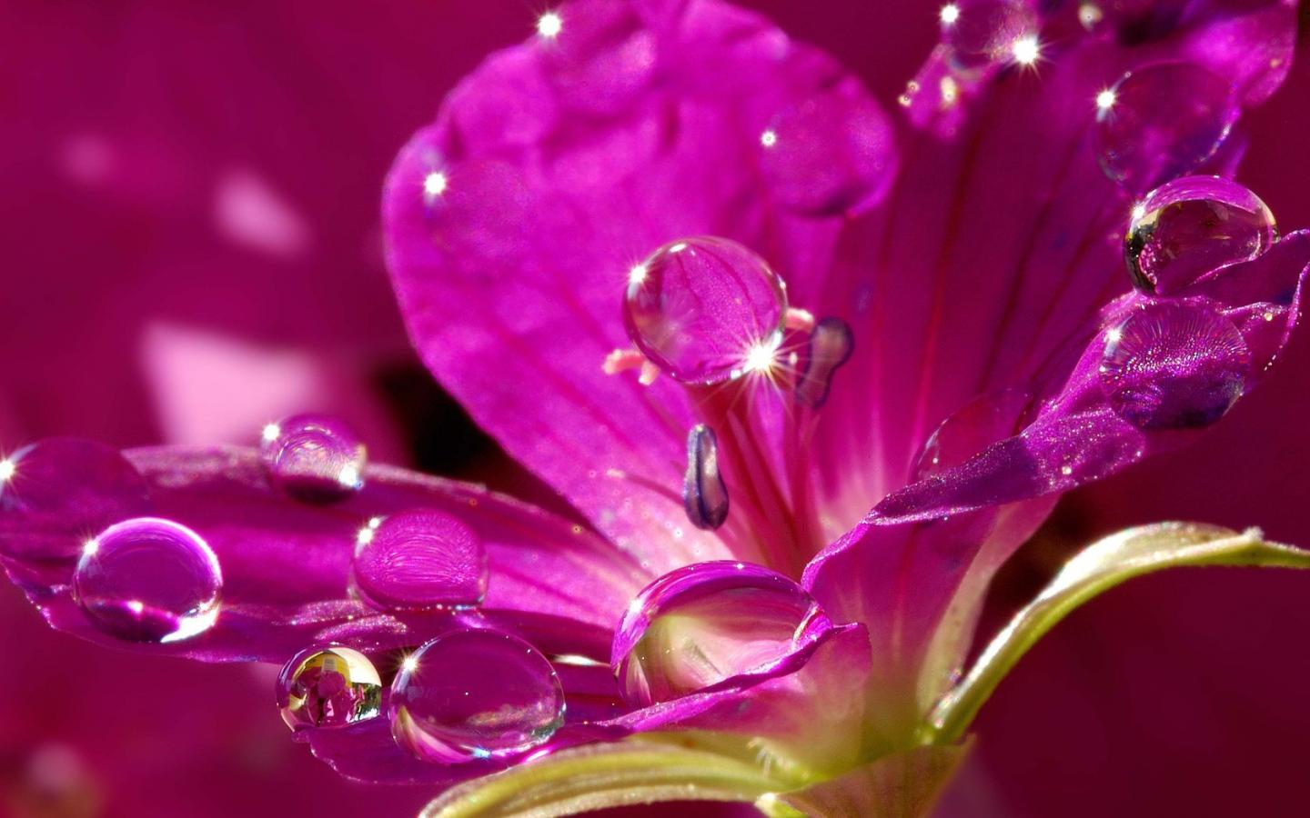 Flower Drops Pictures 