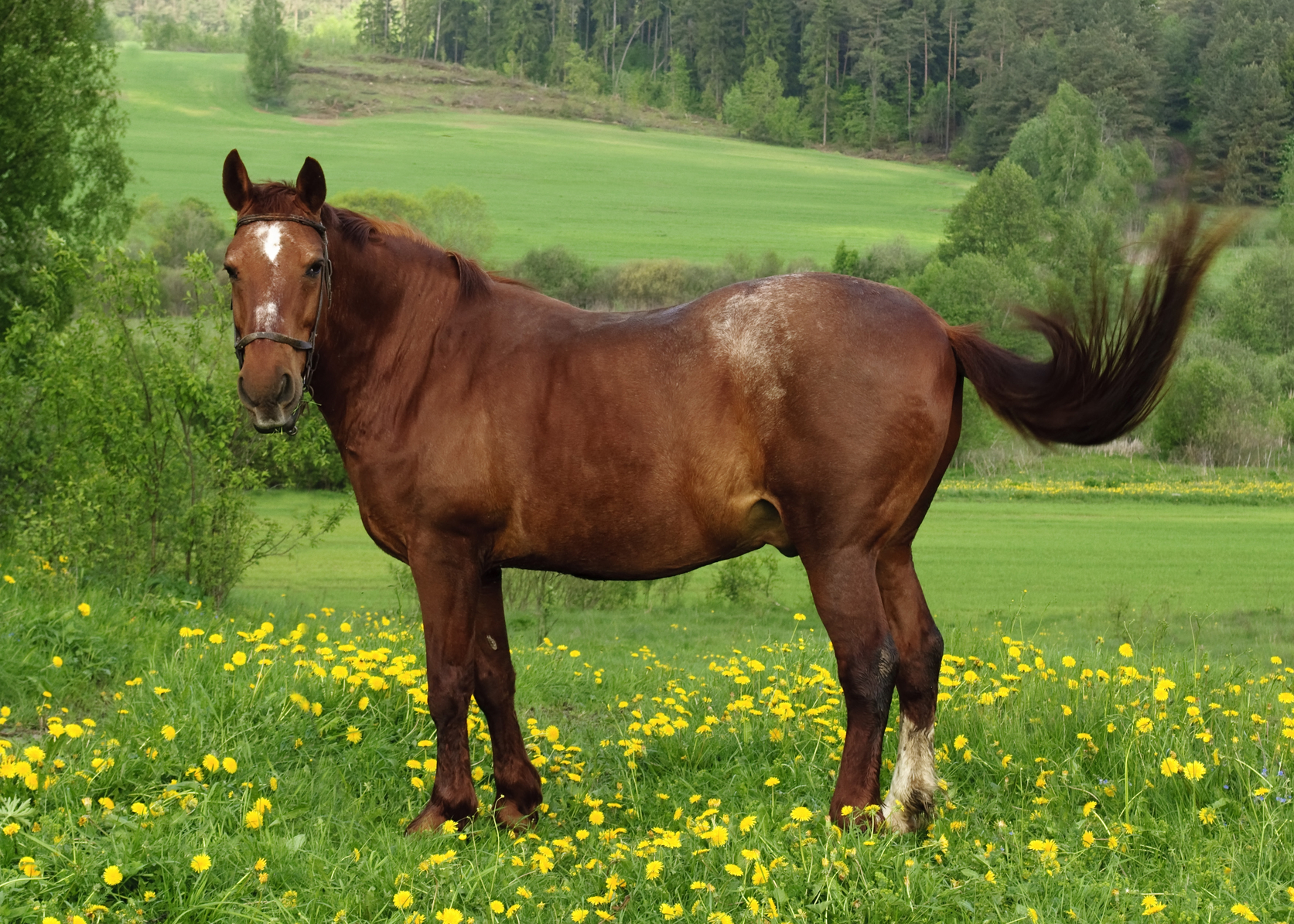 Horse HD Images 