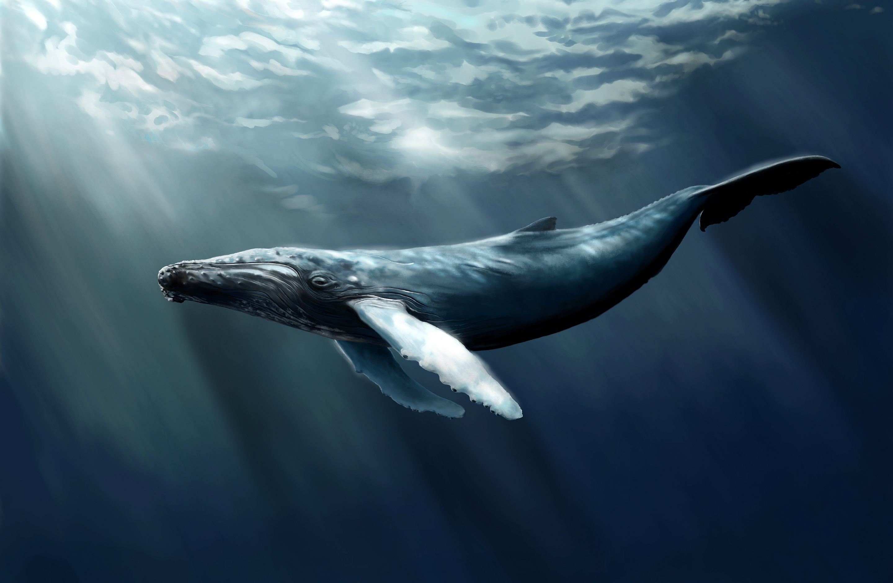 Humpback Whale Swim Wallpaper 