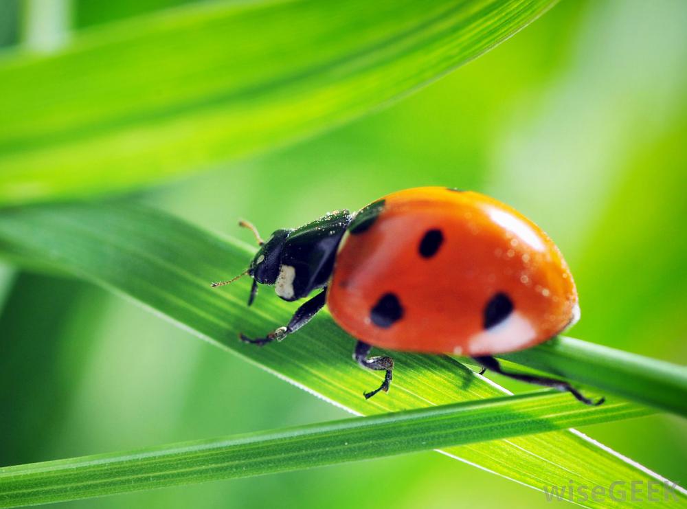 Ladybug Desktop Wallpaper 