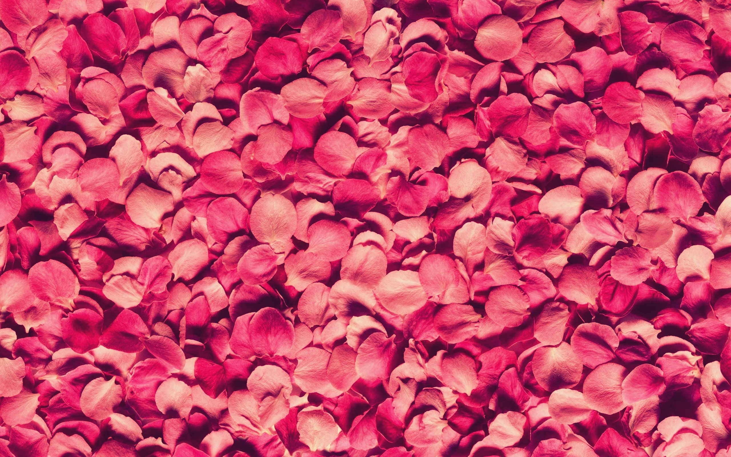 Petals Background Wallpaper 