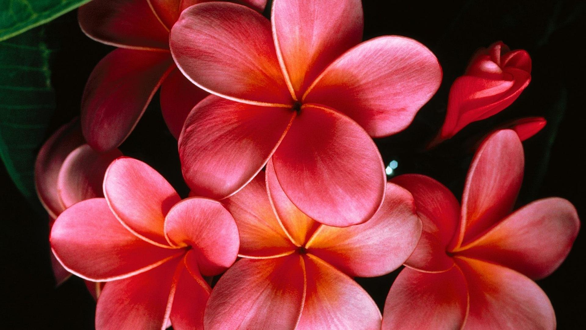 Pink Jasmine Flower Desktop Wallpaper 