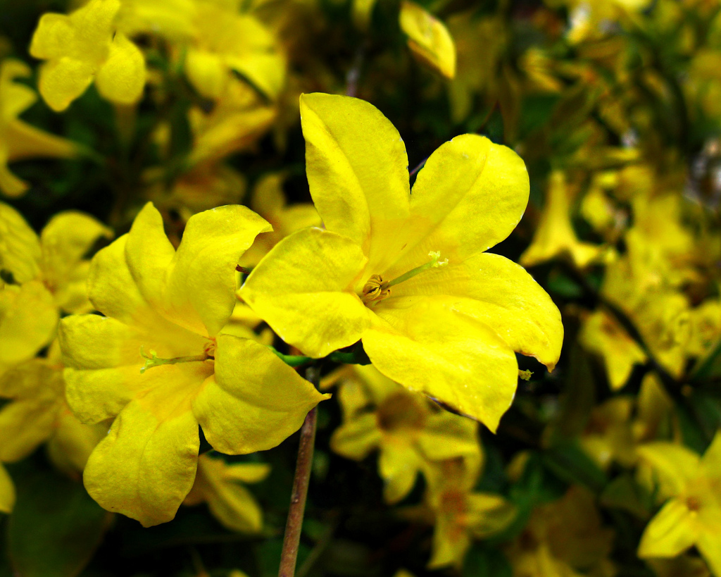 Yellow Jasmine Flower 