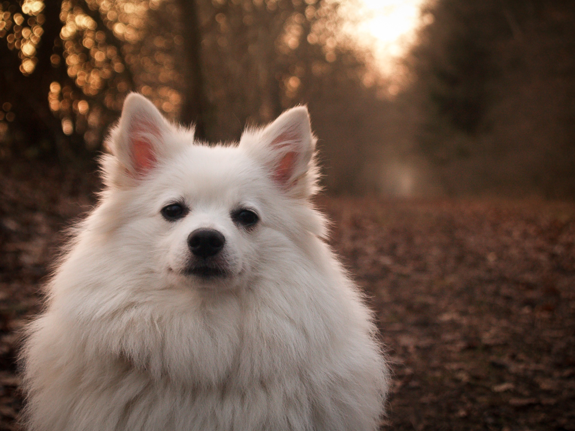 Japanese Spitz Background Wallpapers 
