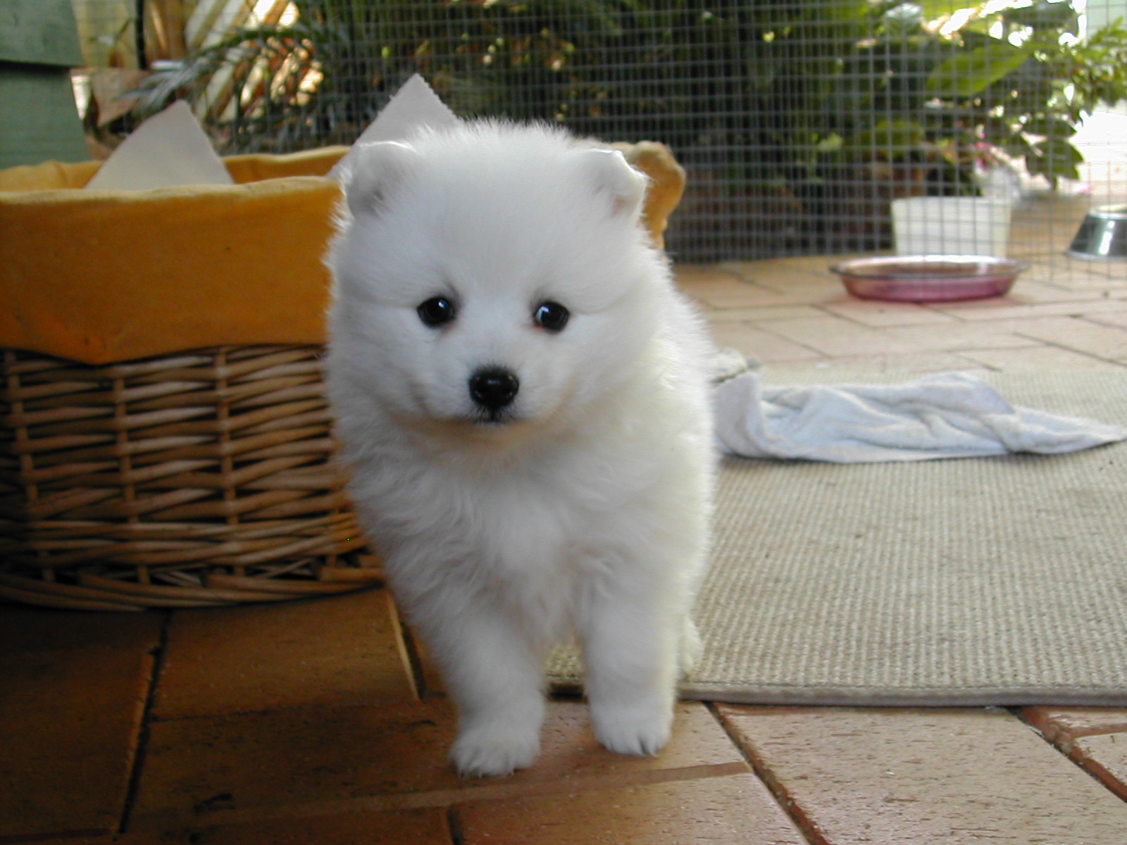 Japanese Spitz HD Wallpapers 