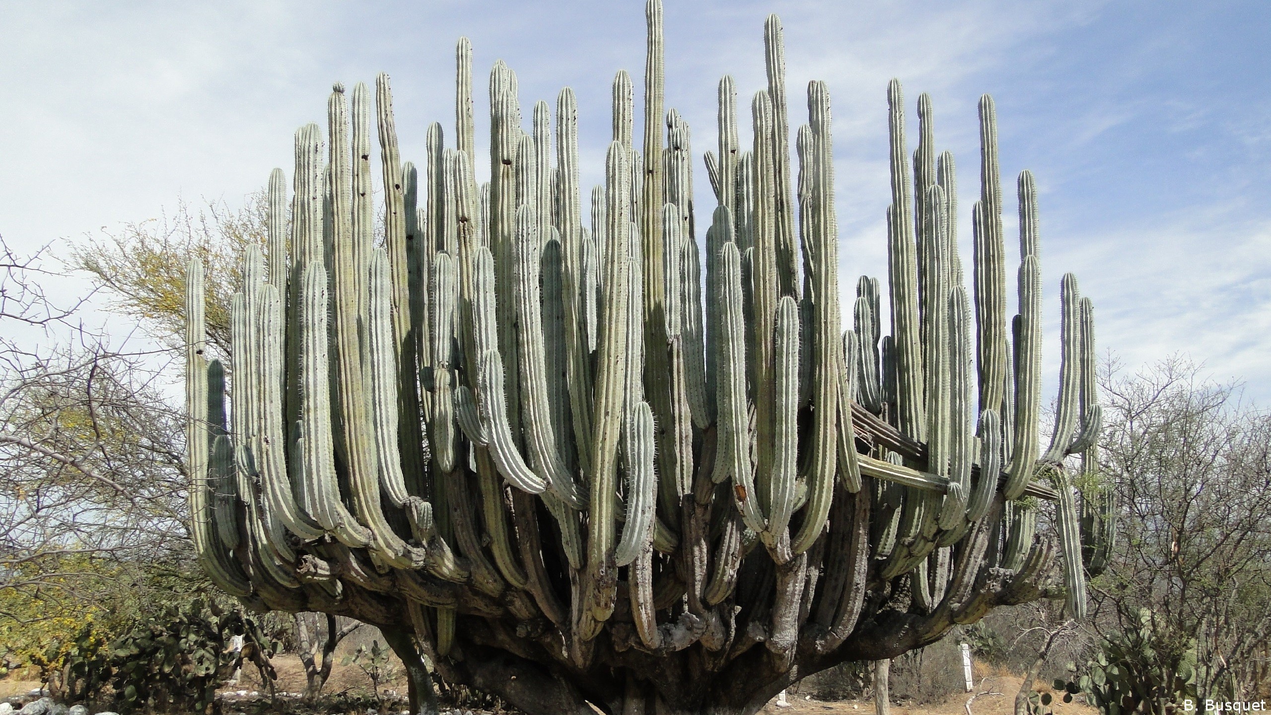 Cactus Desert Wallpaper 2560x1440 
