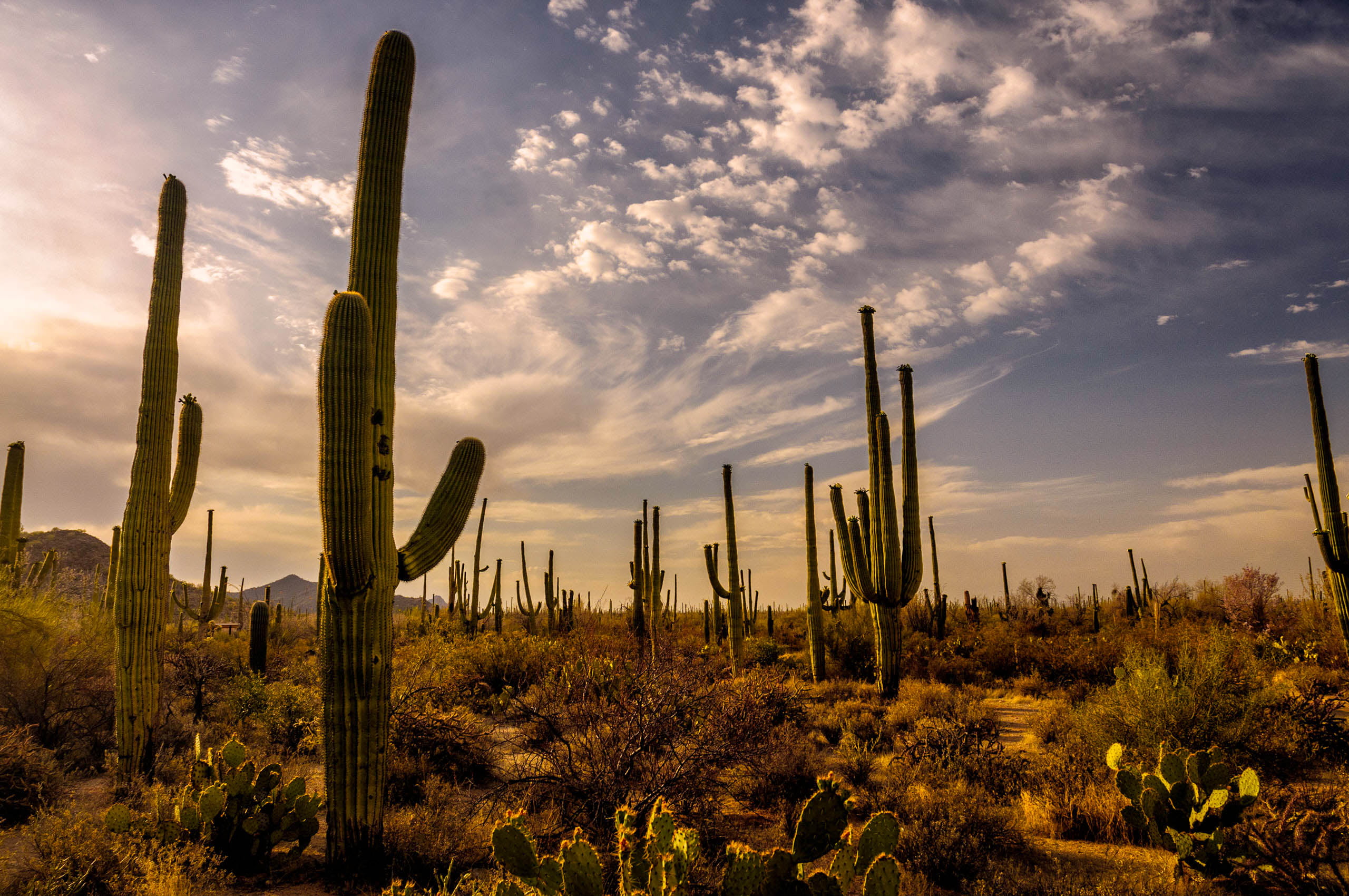 Cactus Desert Wallpaper 2560x1700 