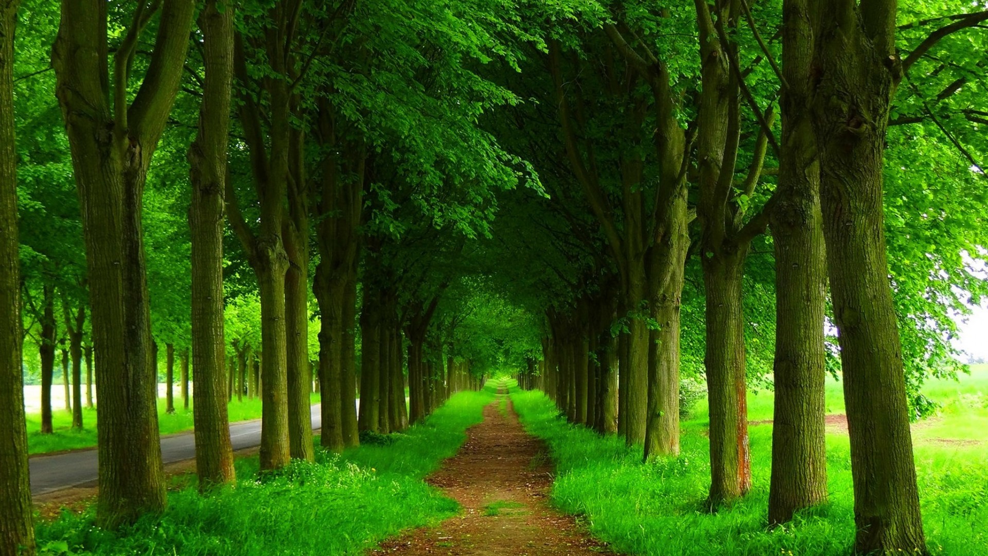 Green Nature Wallpaper Hd For Desktop Free Download ~ Full Hd Nature ...