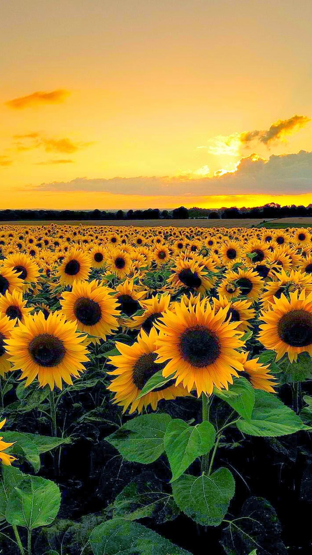 Sunflower Field Wallpaper 1080x1920 