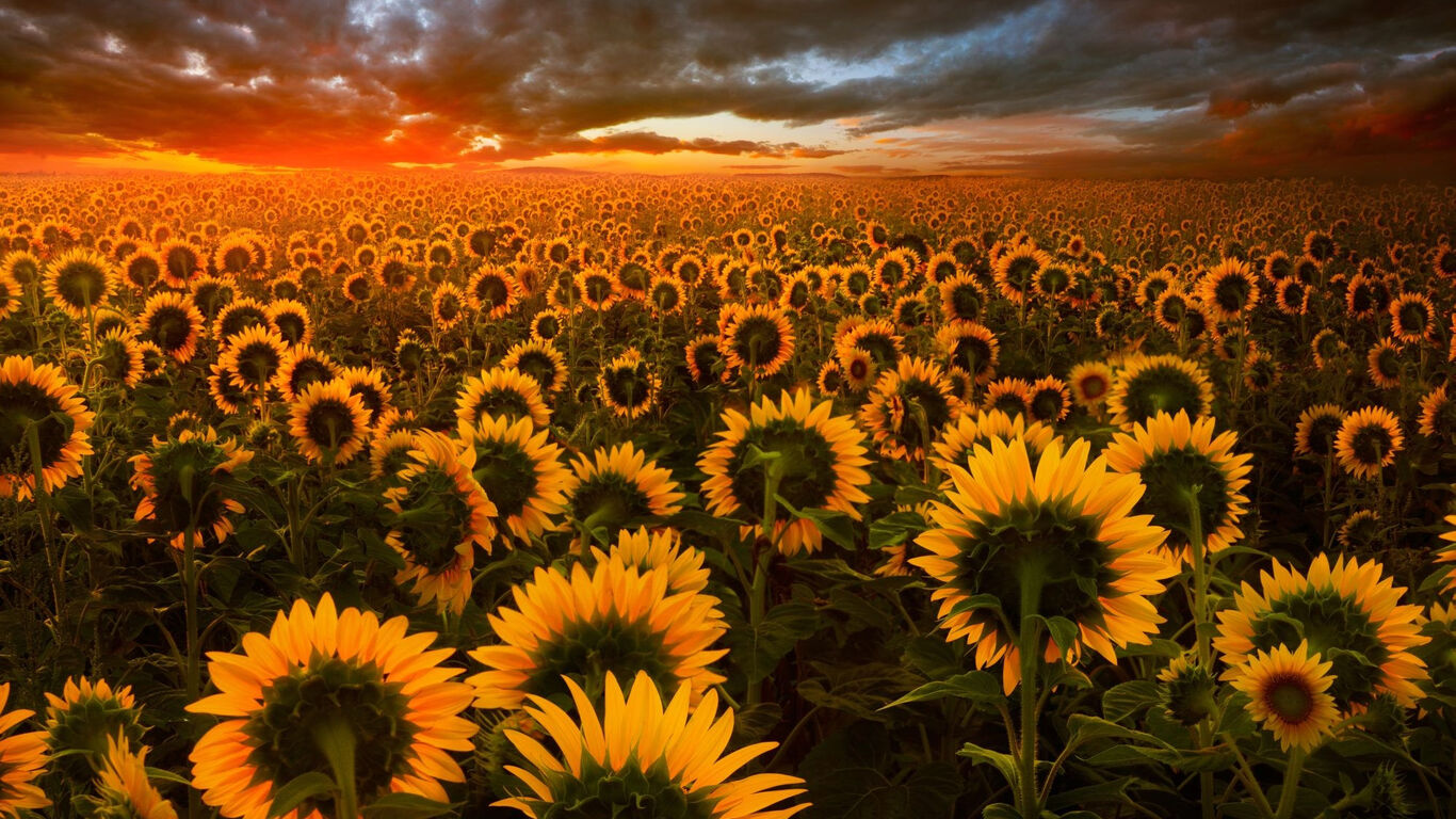 Sunflower Field Wallpaper 1366x768 