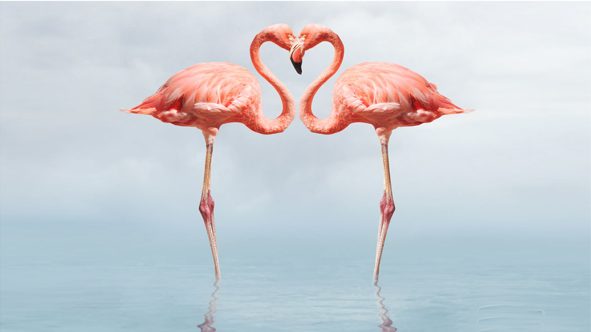 Beach Flamingo Best HD Wallpaper.