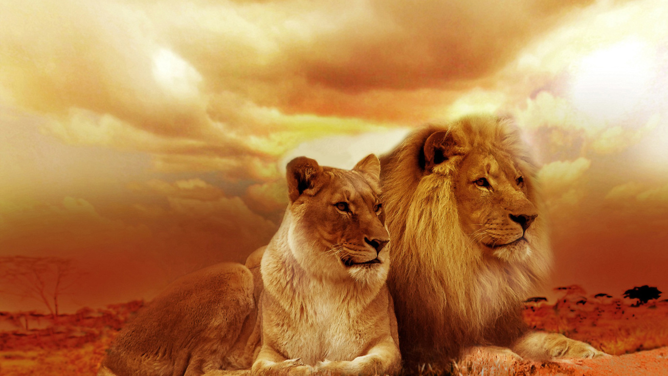 Lioness Wallpaper 1366x768 
