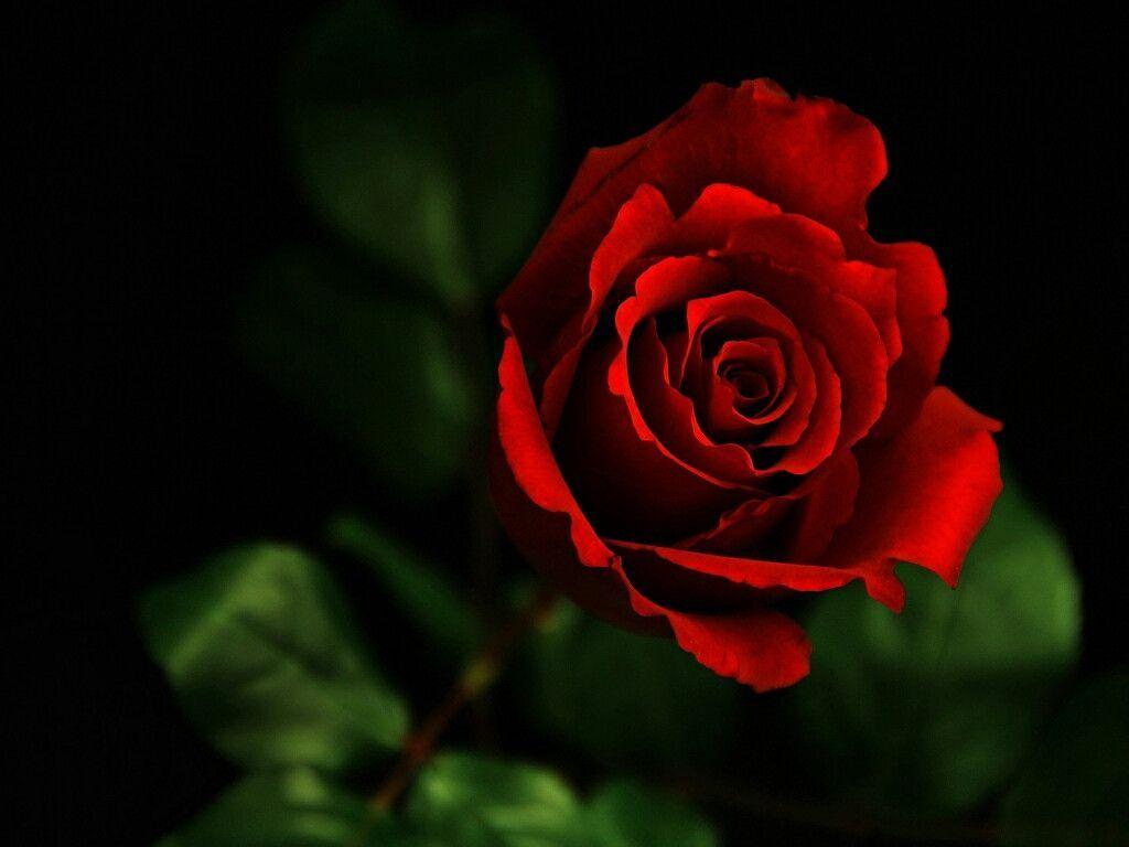 Red rose live wallpaper - APK Download for Android | Aptoide