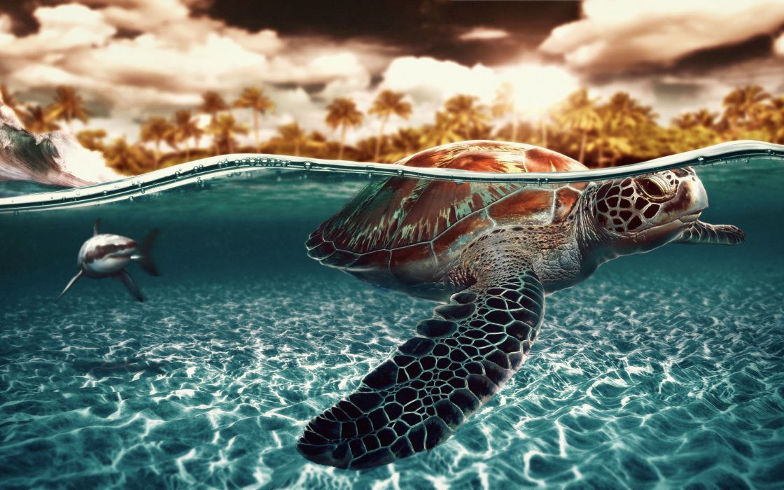 Turtle HD Wallpapers 