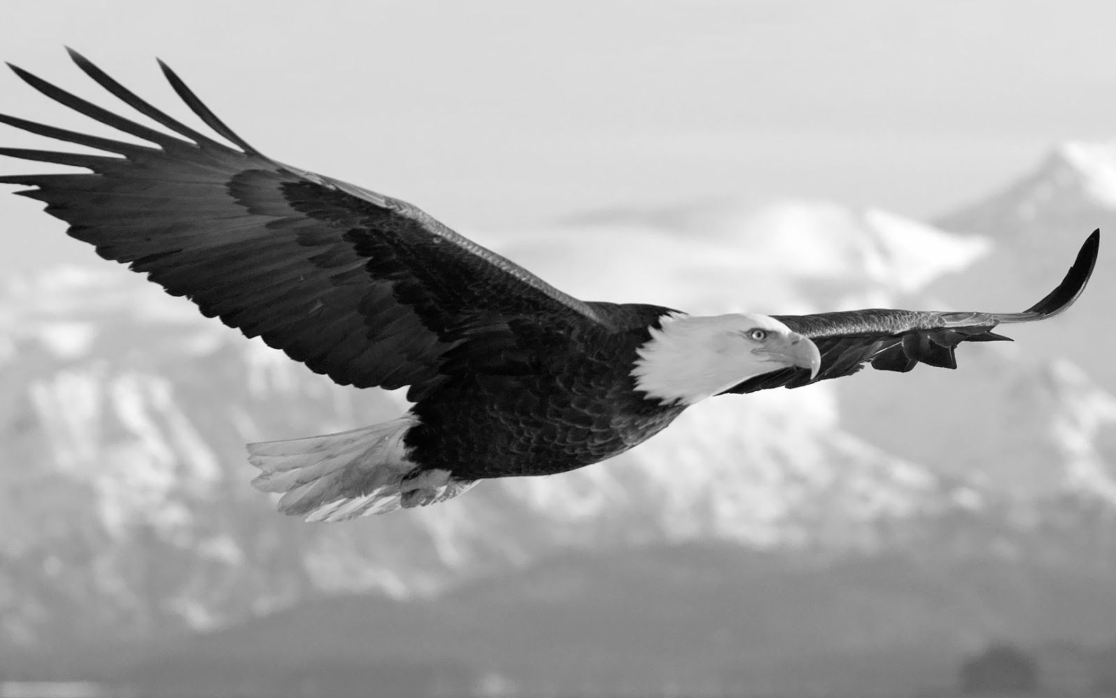 White Eagle Widescreen Wallpapers 