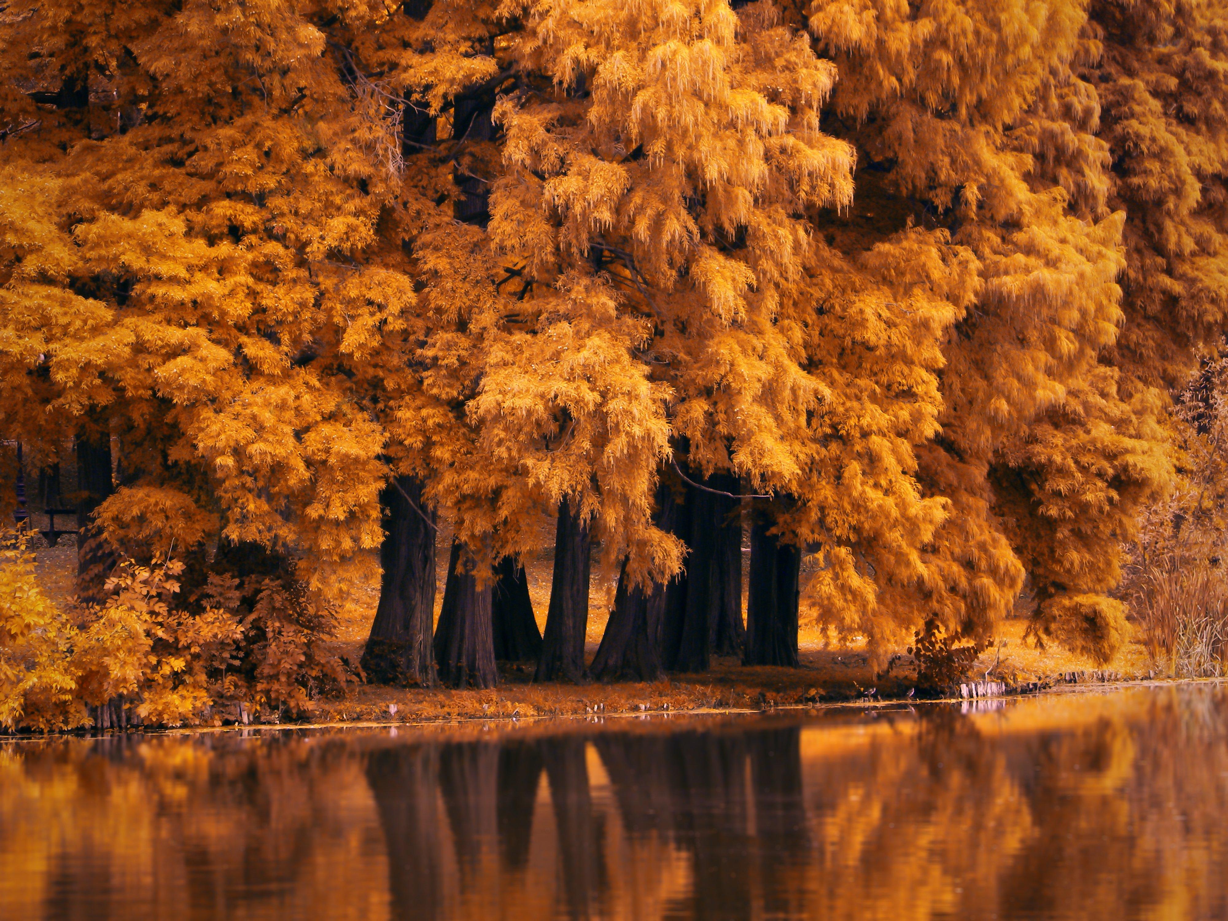 Fall scenes. Осеннее дерево. Природа осень. Осенний лес. Осень деревья.