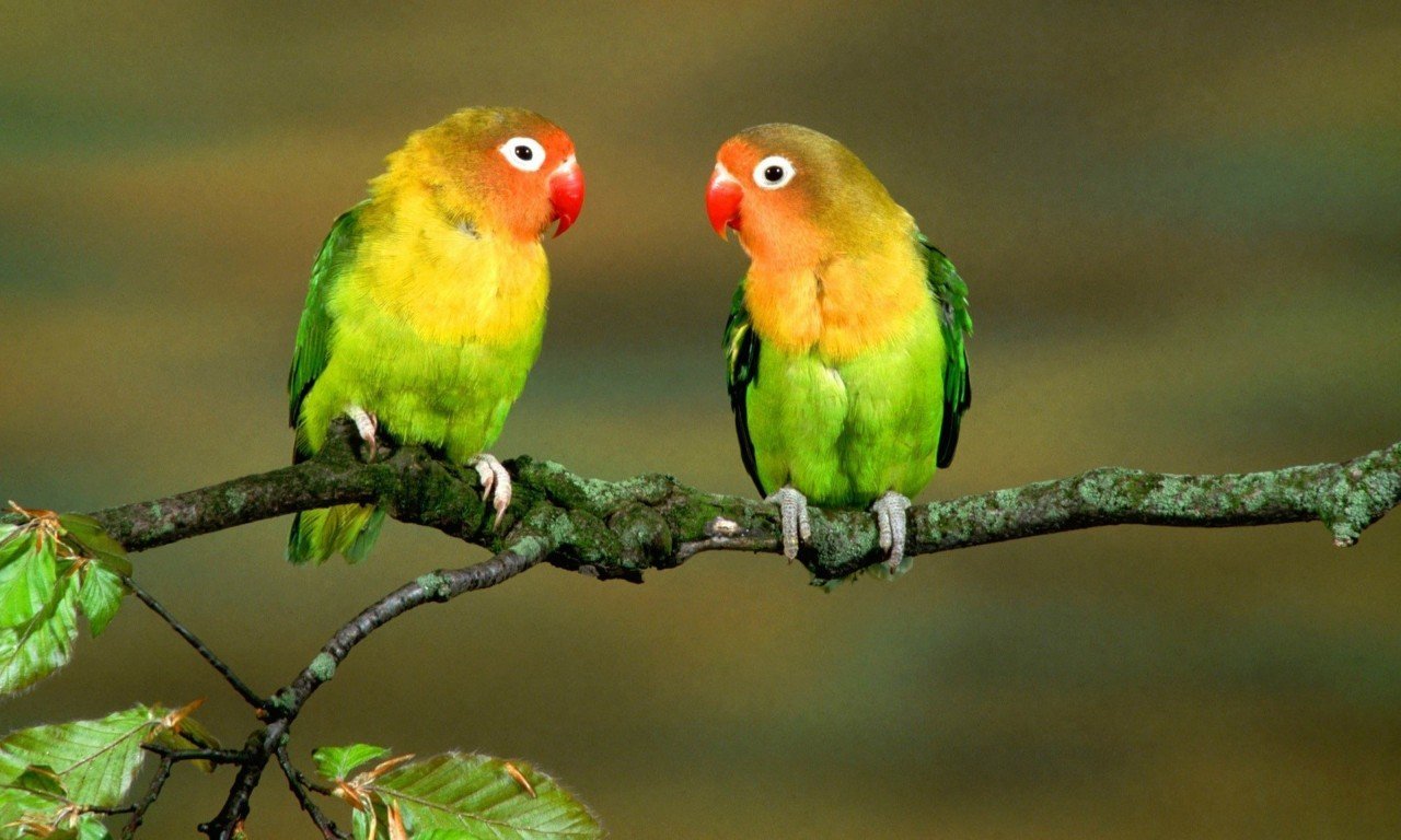 Colorful Love Bird Best Wallpaper 