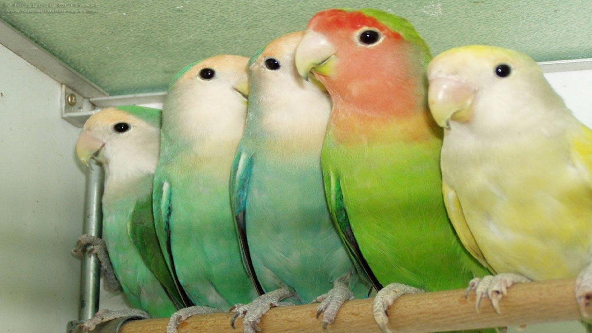 Colorful Love Bird Wallpaper 