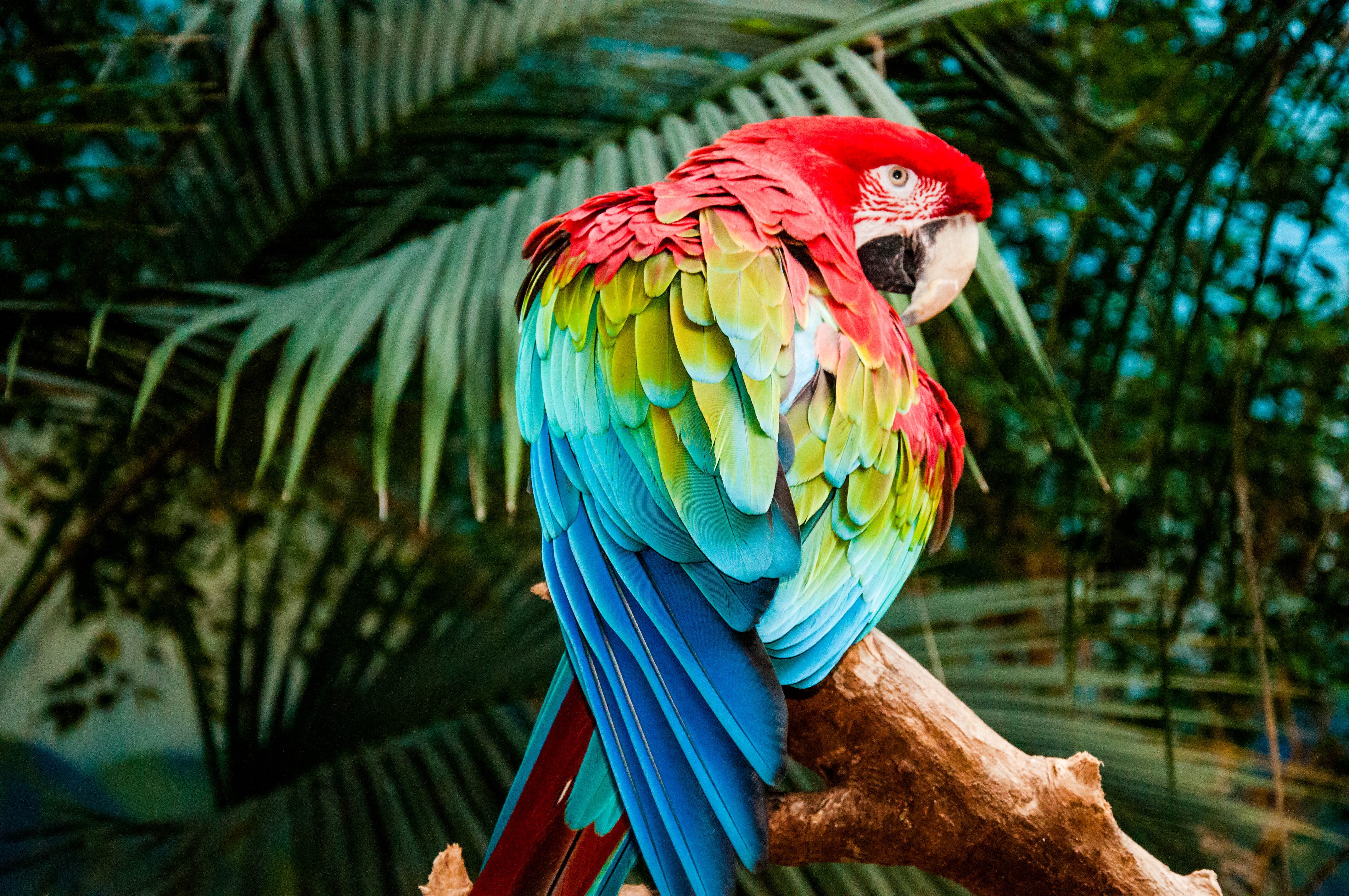 Cute Colorful Bird Background HD Wallpapers 