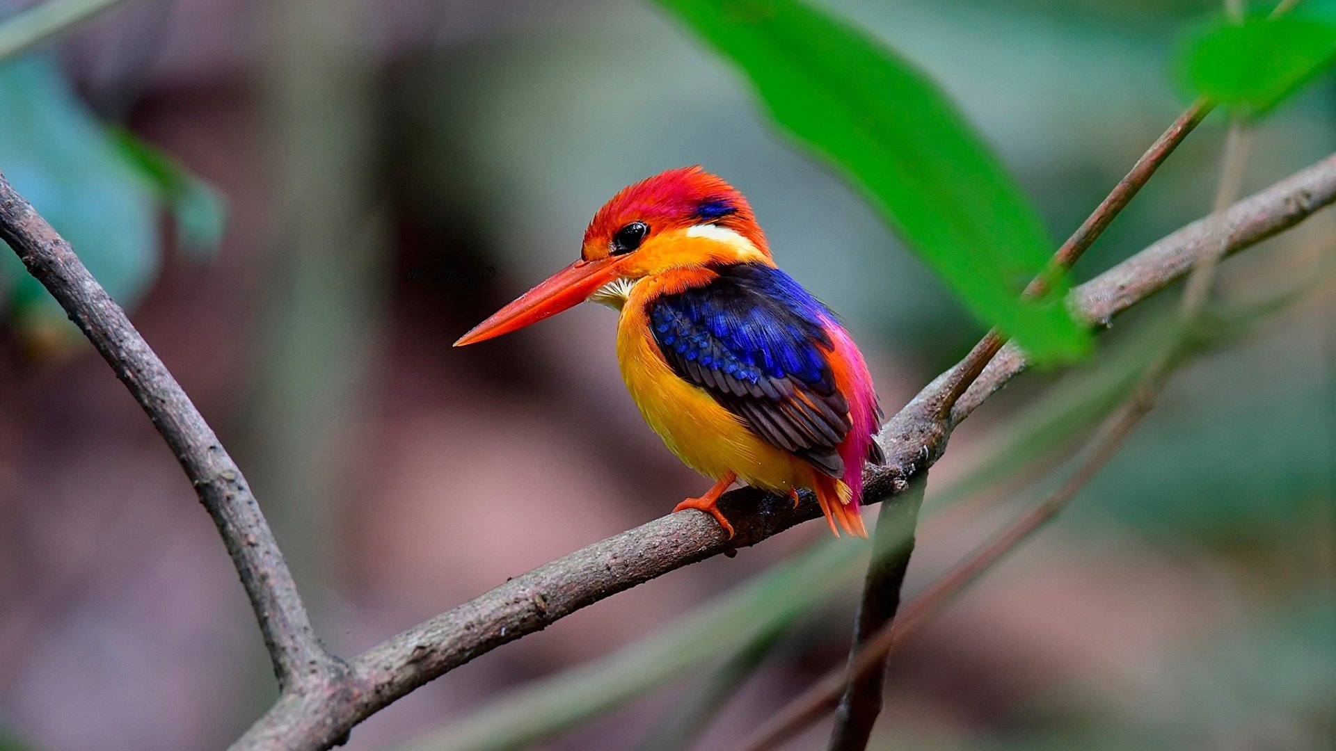Cute Colorful Bird High Definition Wallpaper 
