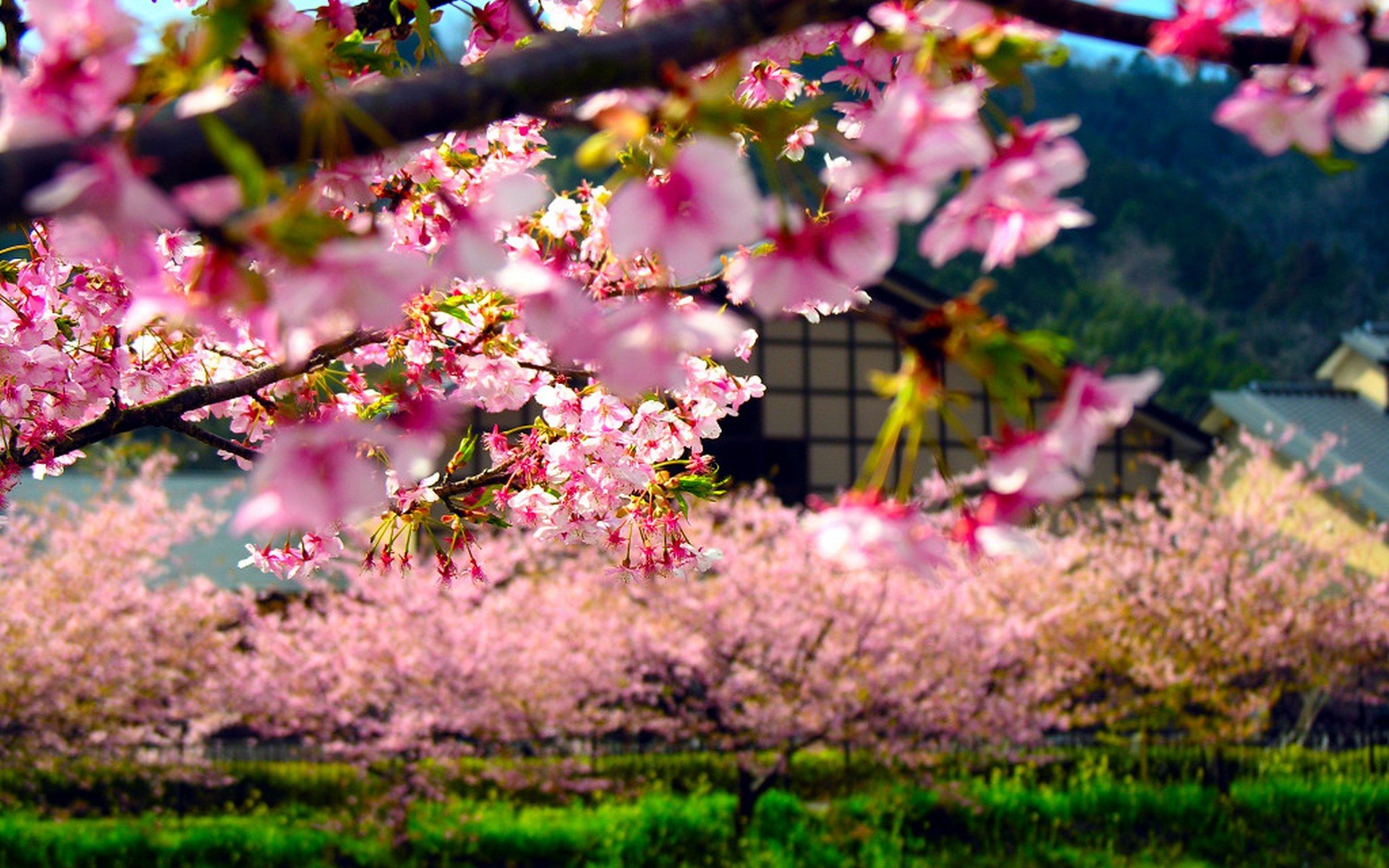 Japan City HD Desktop Wallpaper 