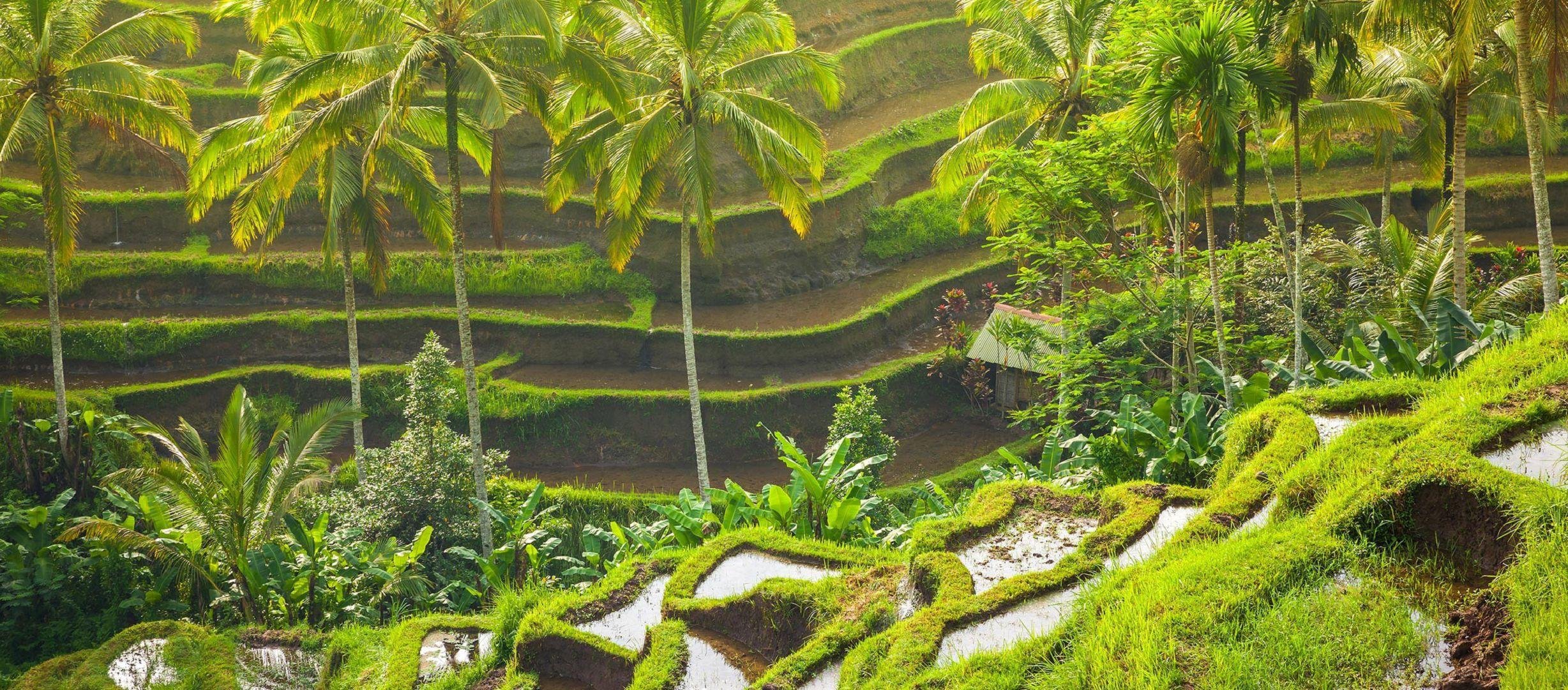 Ubud Rice Terraces Bali Background HD Wallpapers 