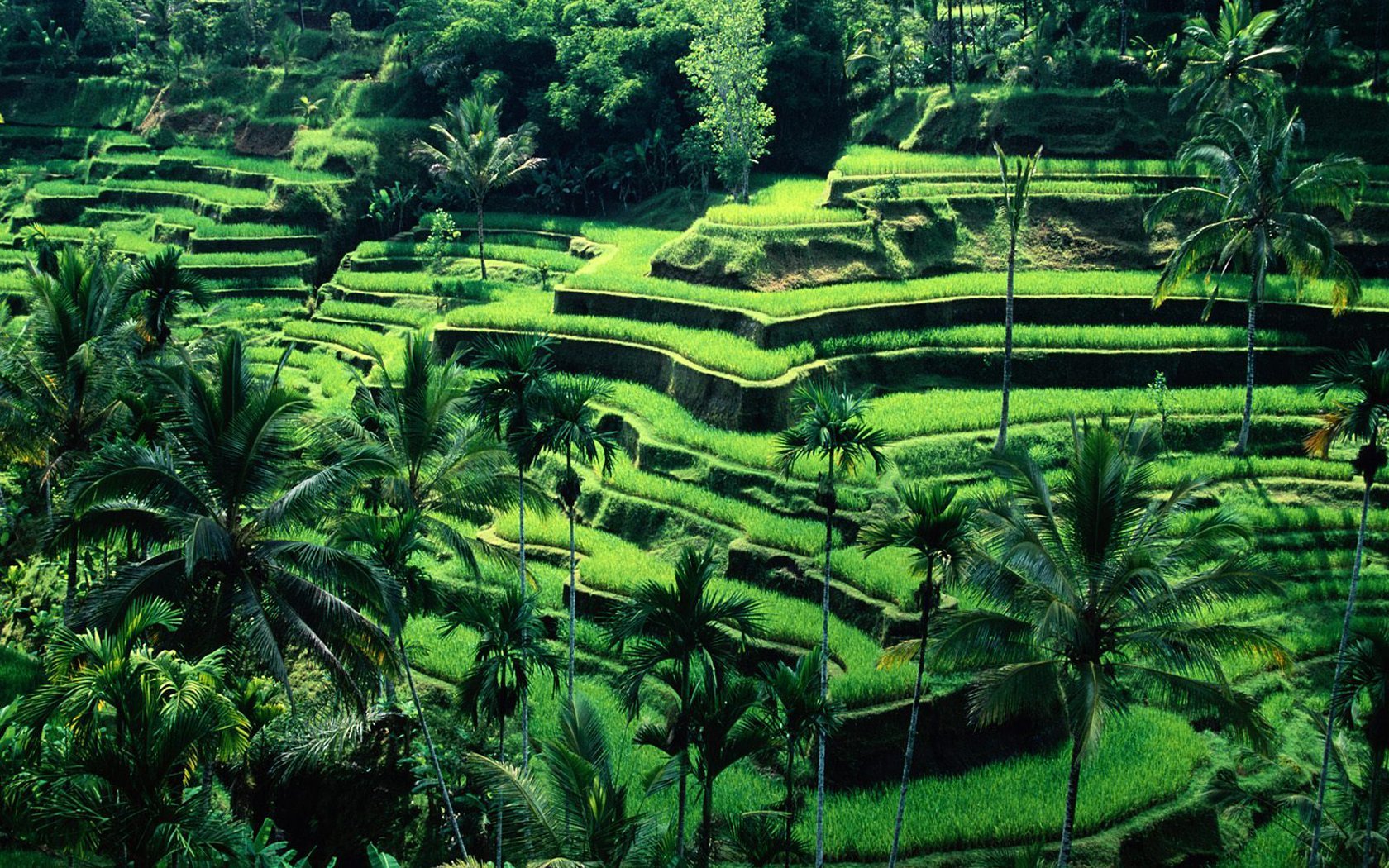 Ubud Rice Terraces Bali Best HD Wallpaper 