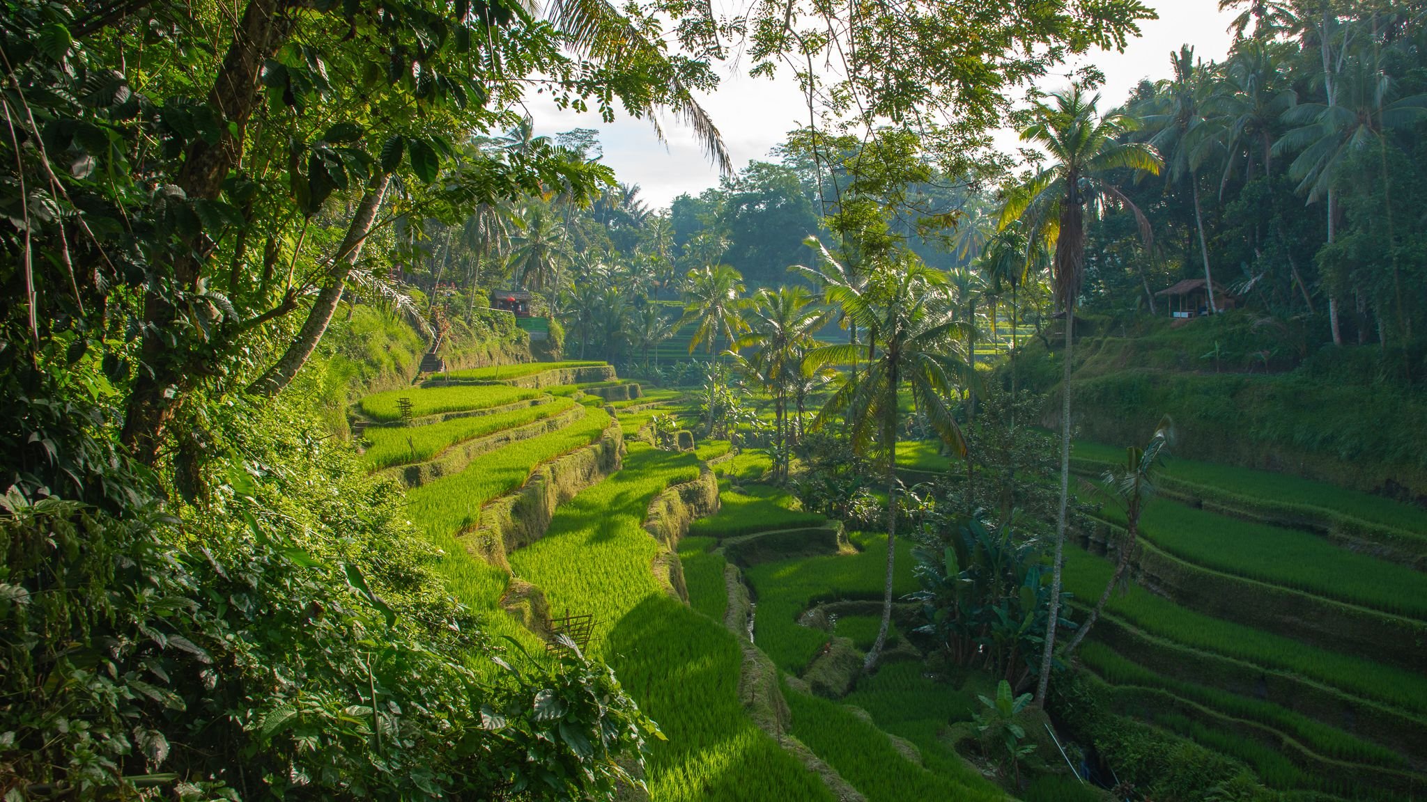 Ubud Rice Terraces Bali HD Desktop Wallpaper 