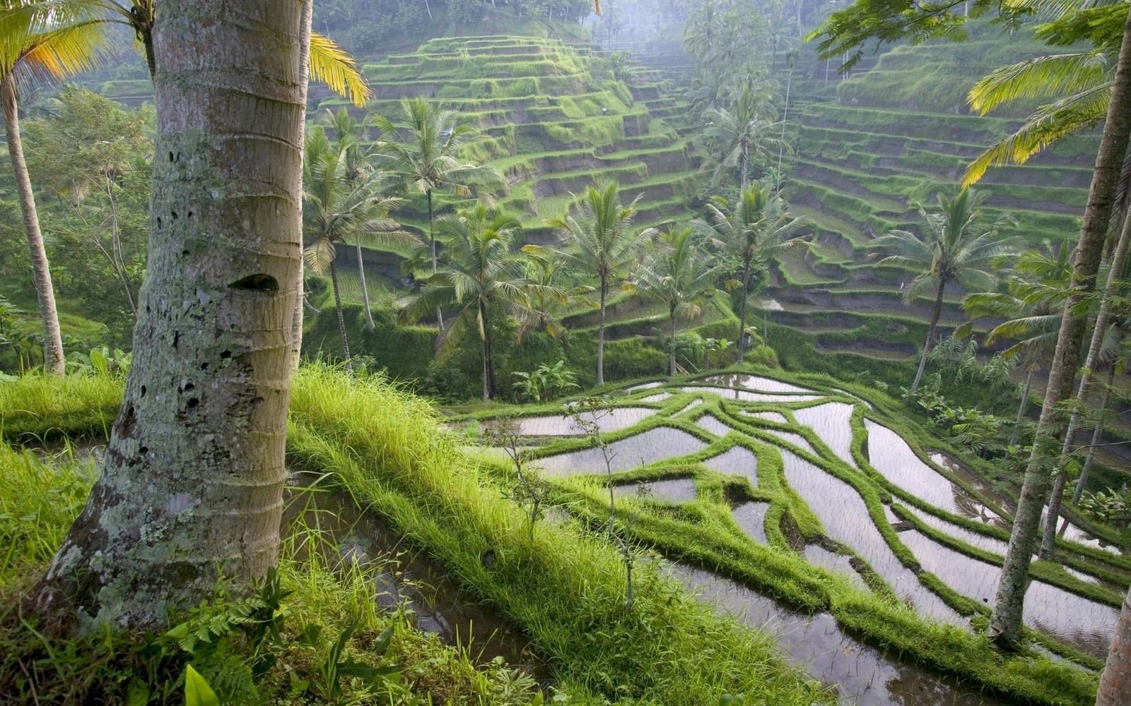 Ubud Rice Terraces Bali Widescreen Wallpapers 