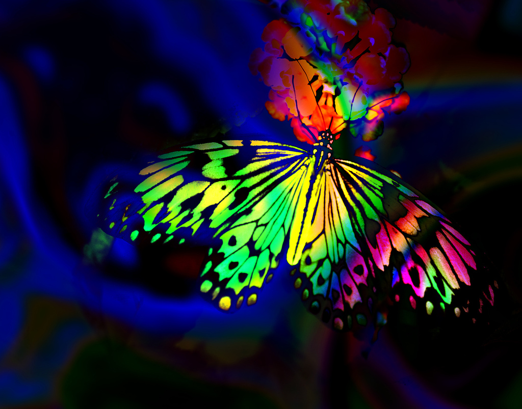 Rainbow Butterfly Wallpaper 